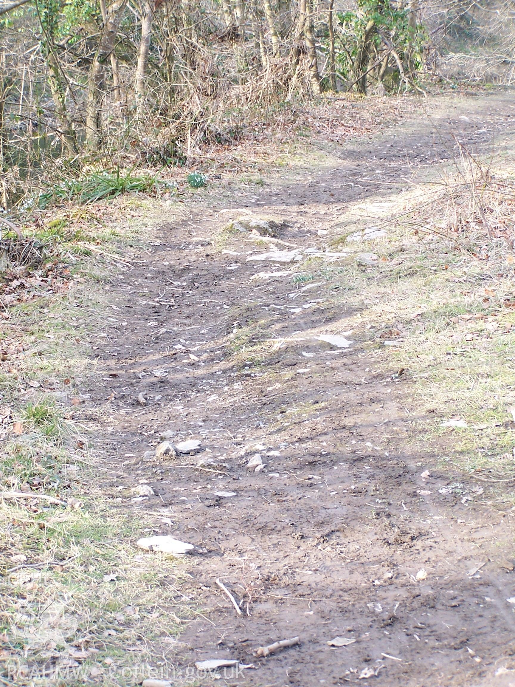 Looking north along the tow path beside the River Teifi at Castell Malgwyn.