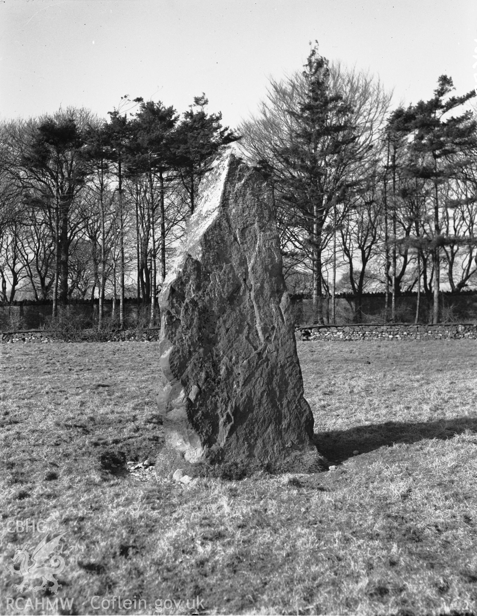 View of standing stone at Glynllifon, Llandwrog taken 05.09.1953.