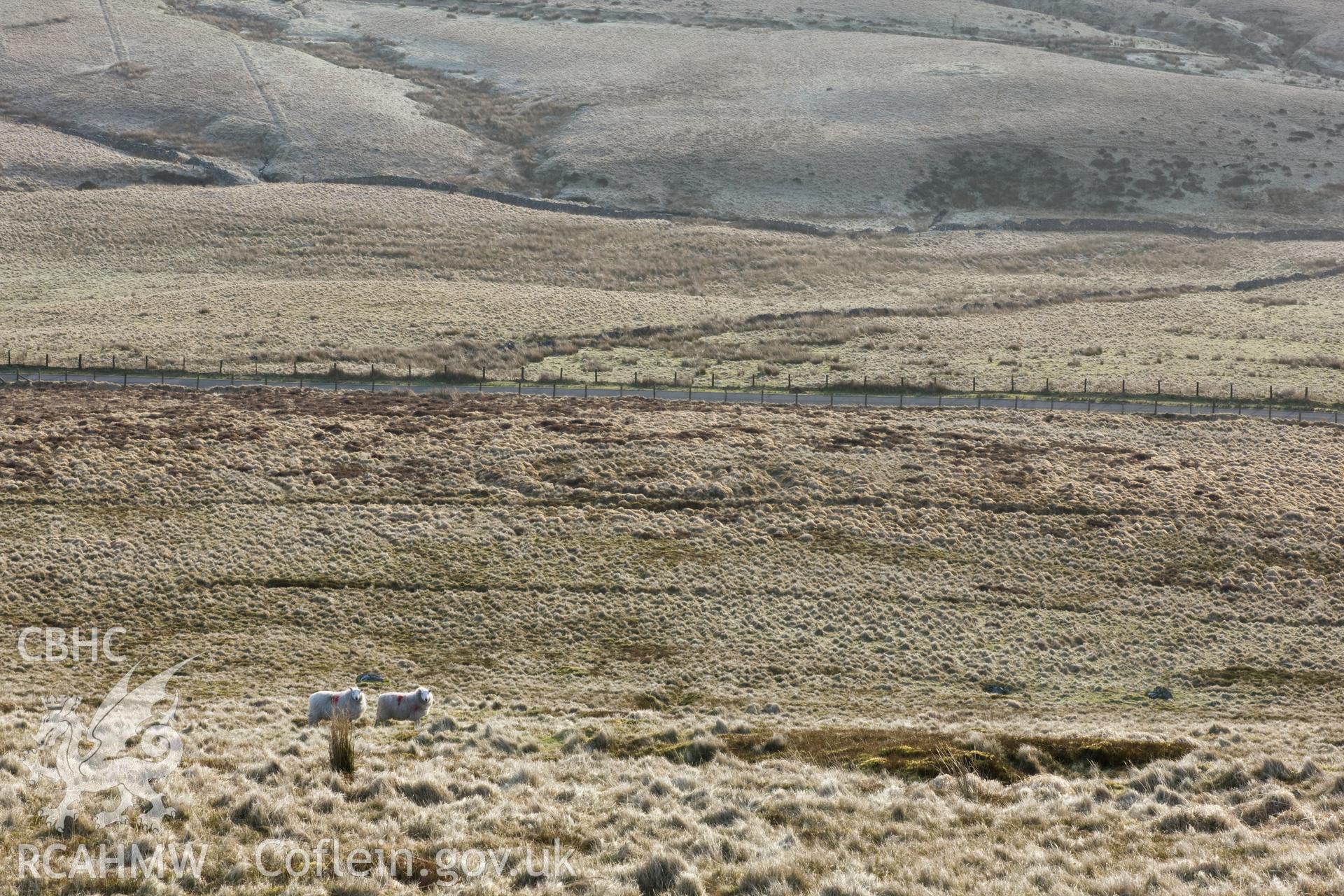 Distant view from the west, dawn, with sheep.