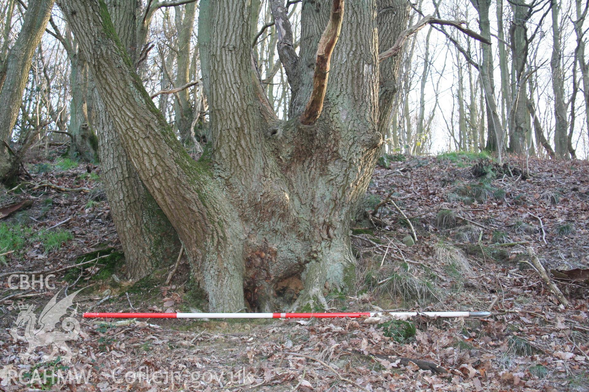 Detail of coppice stool, 2m scale