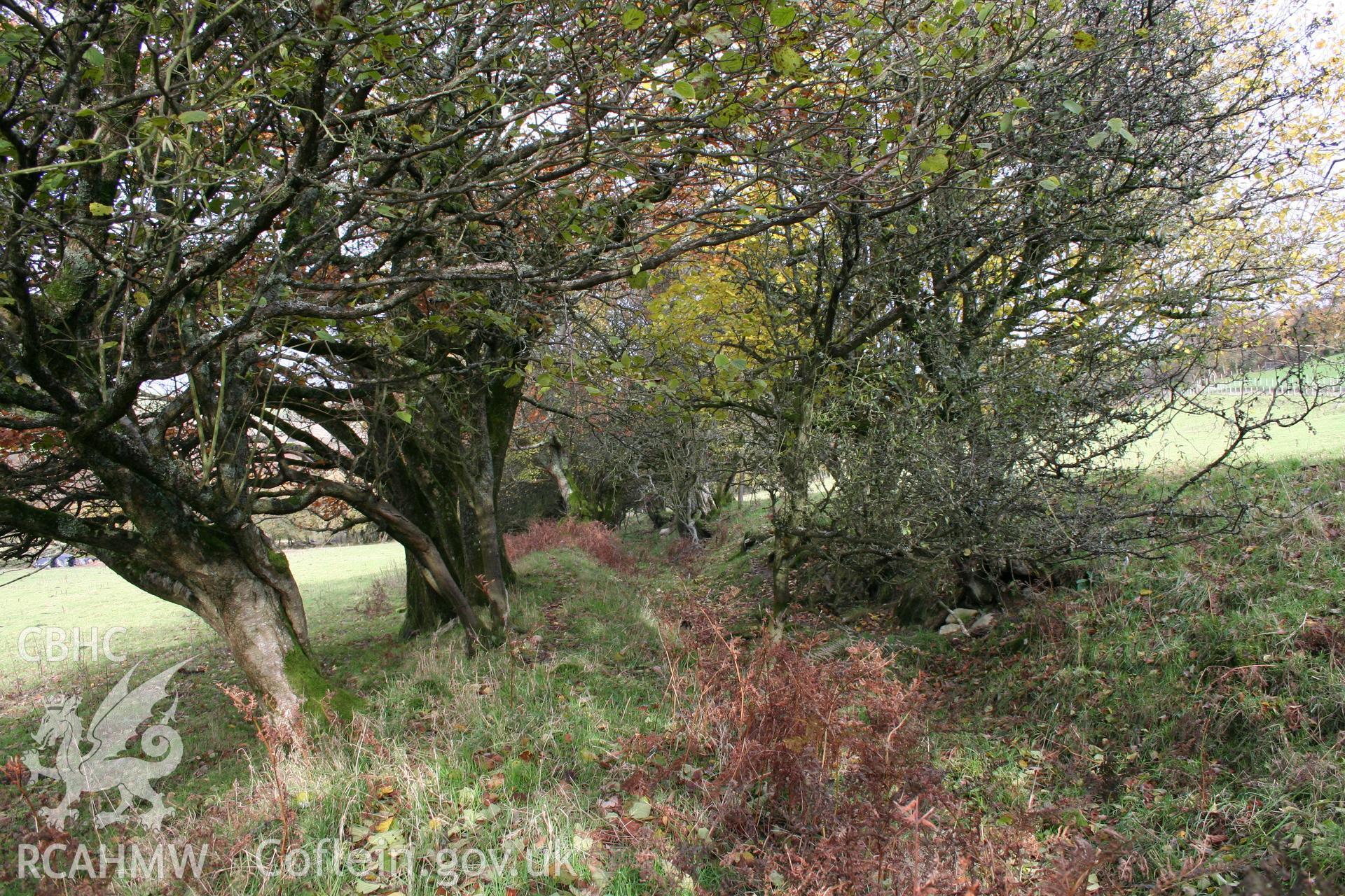 Looking along the middle section of the hedged lane from the south