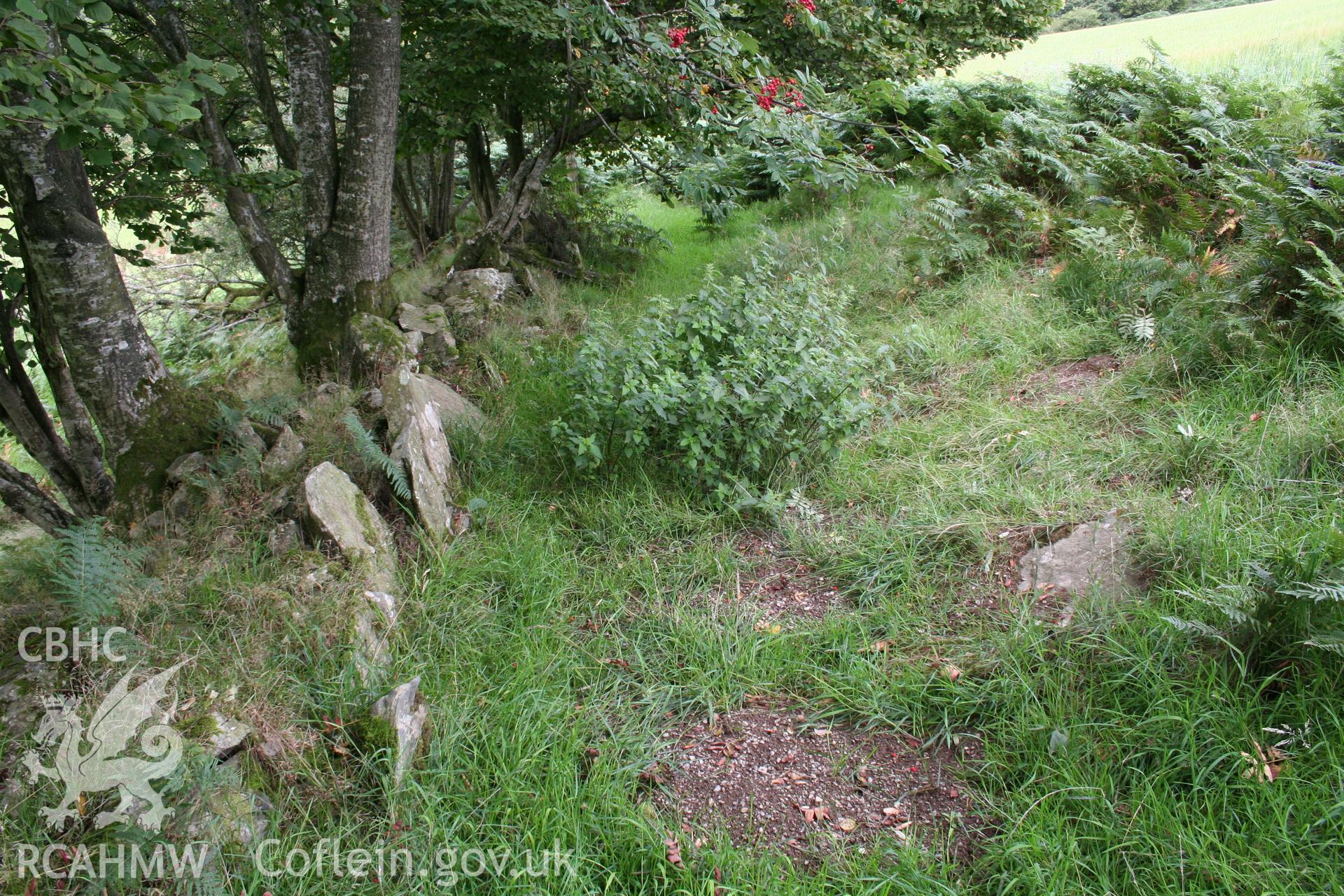 Looking north along the hollow way