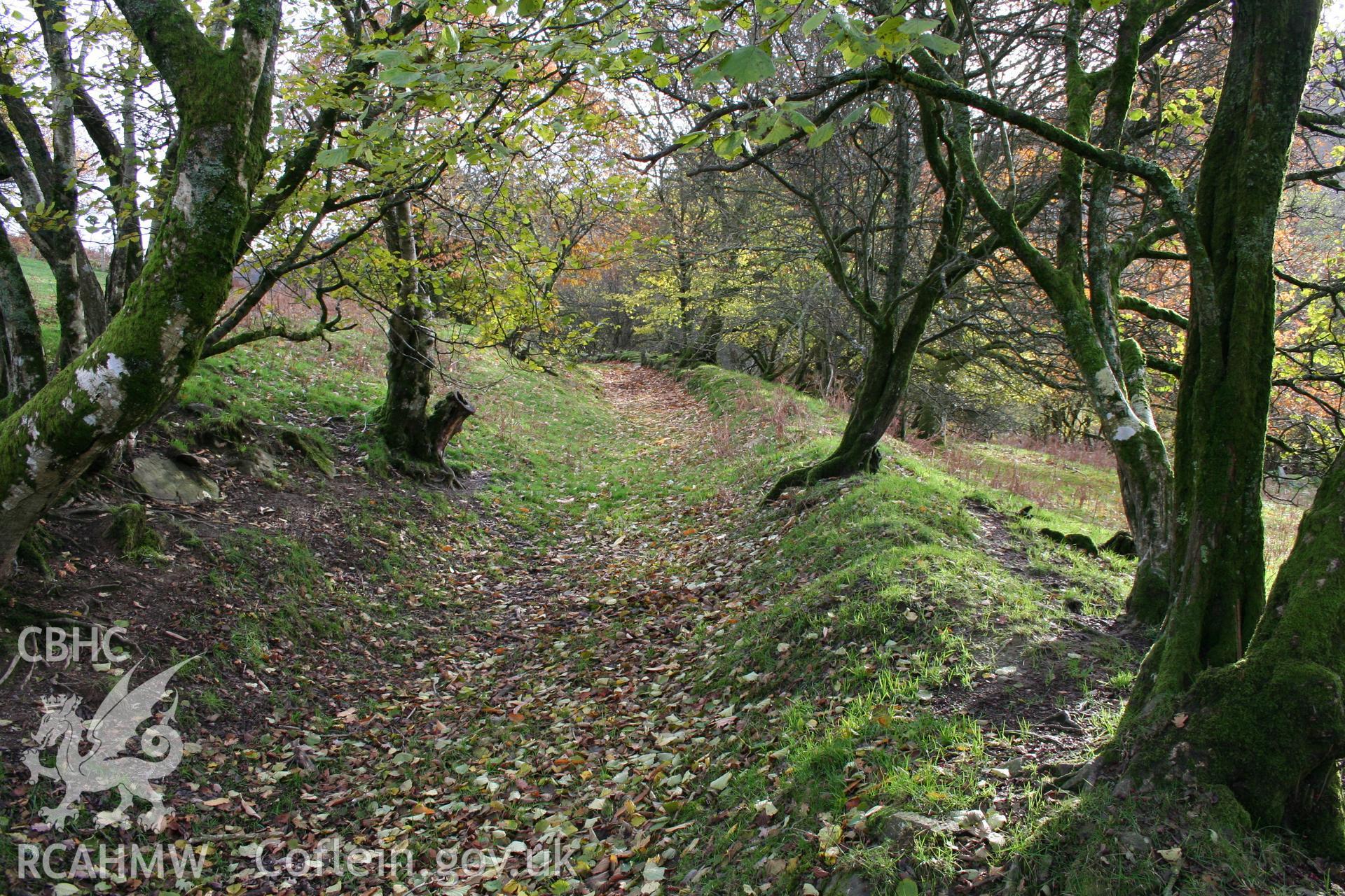 Looking along the middle section of the hedged lane from the north