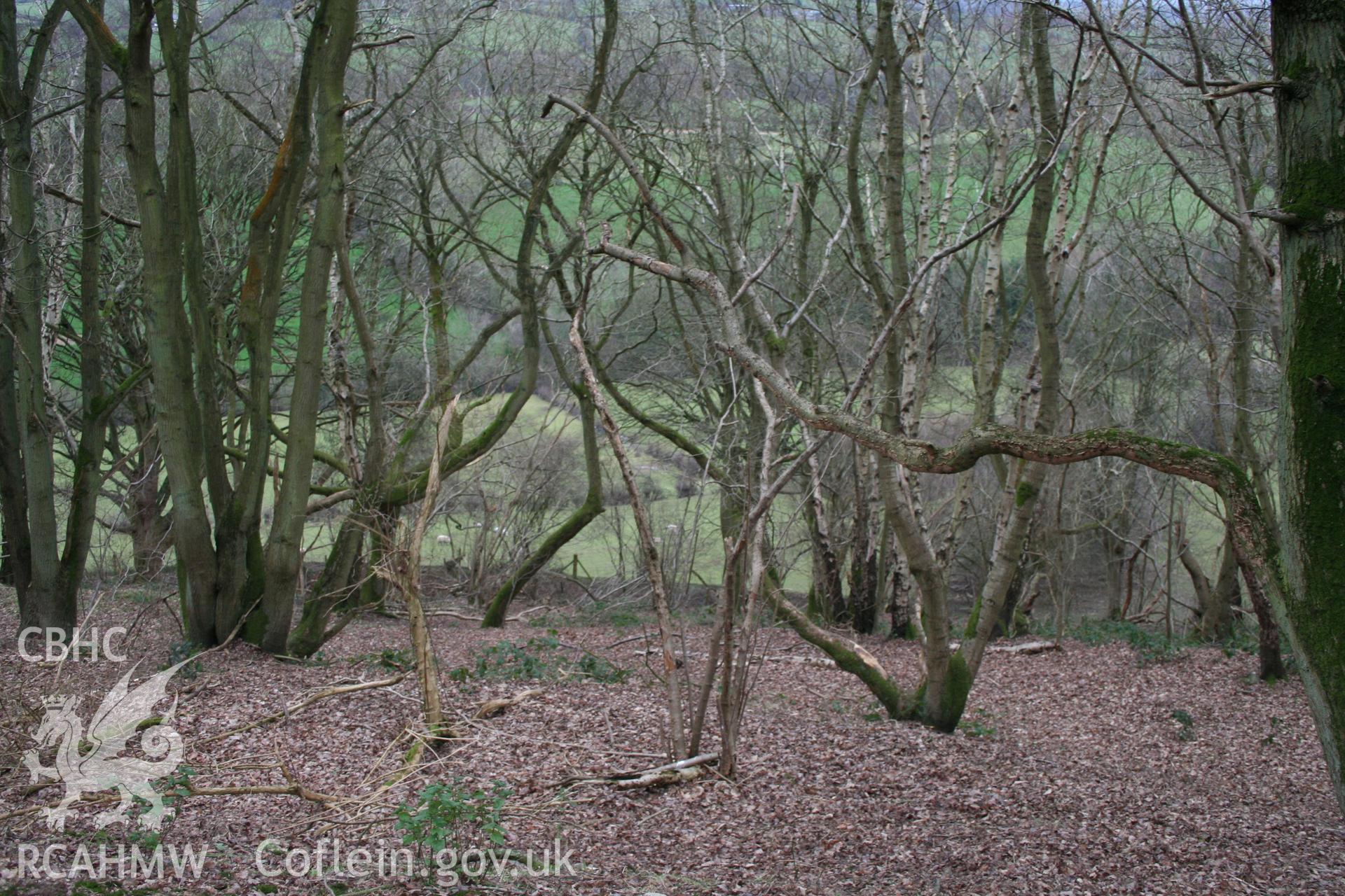 Abandoned coppice, NW side of Gaer Fawr