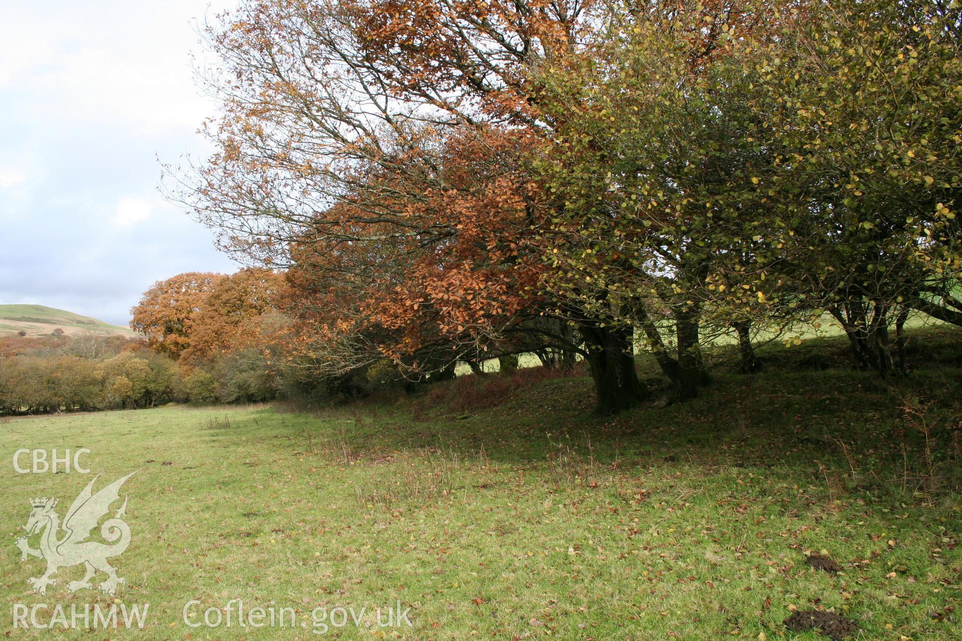 The hedge bank defining the lower edge of the lane from the south