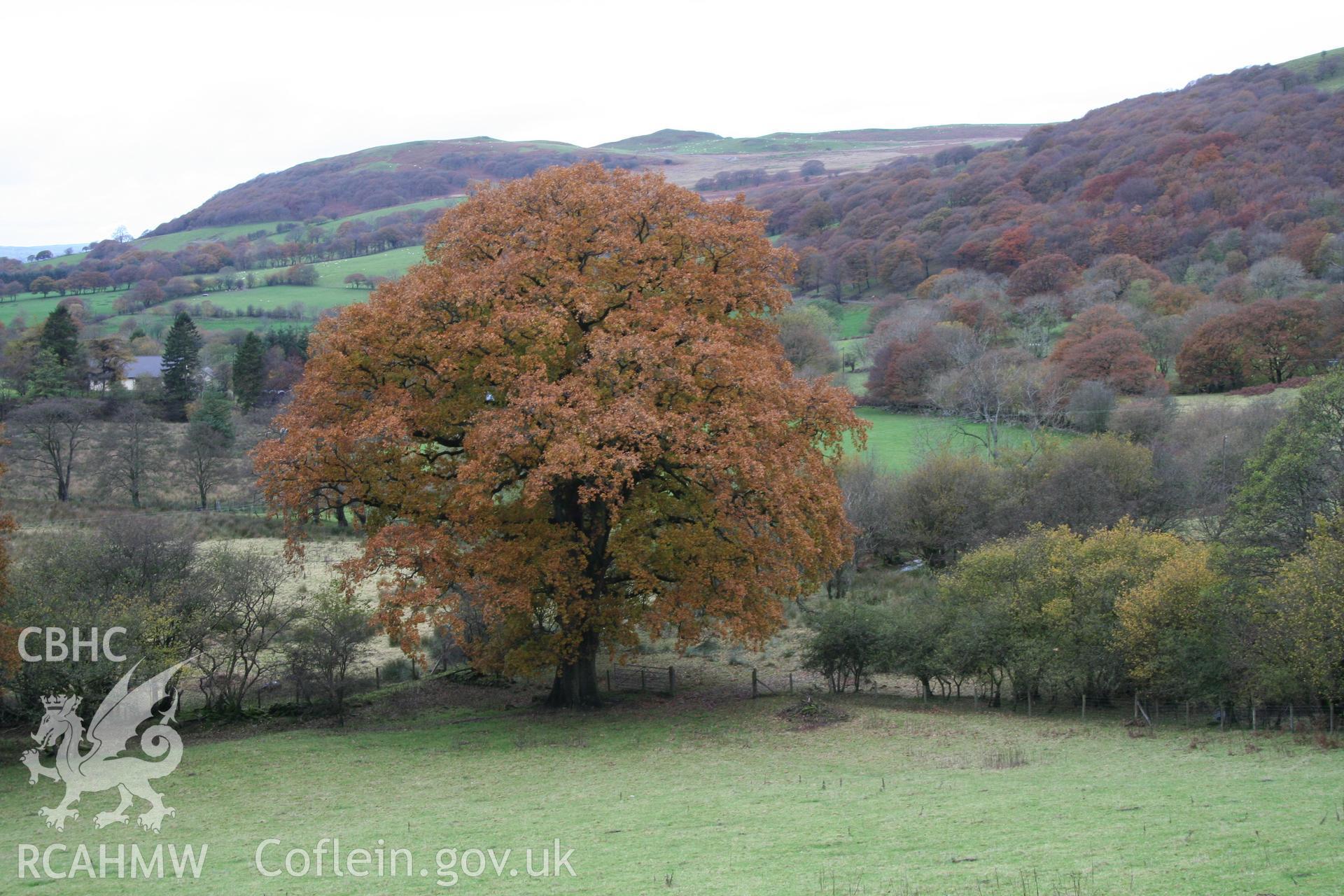 Large oak situated on the upper edge of the hedged lane