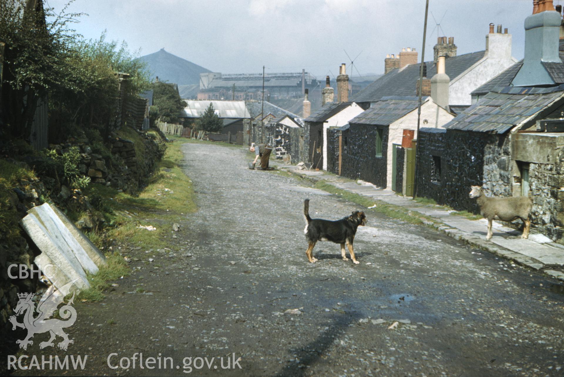 Colour photographic transparency showing view of 'old factory', Forgeside, Blaenavon, from viewpoint of unamed street with cottages, dog and sheep, undated; collated by the former Central Office of Information.