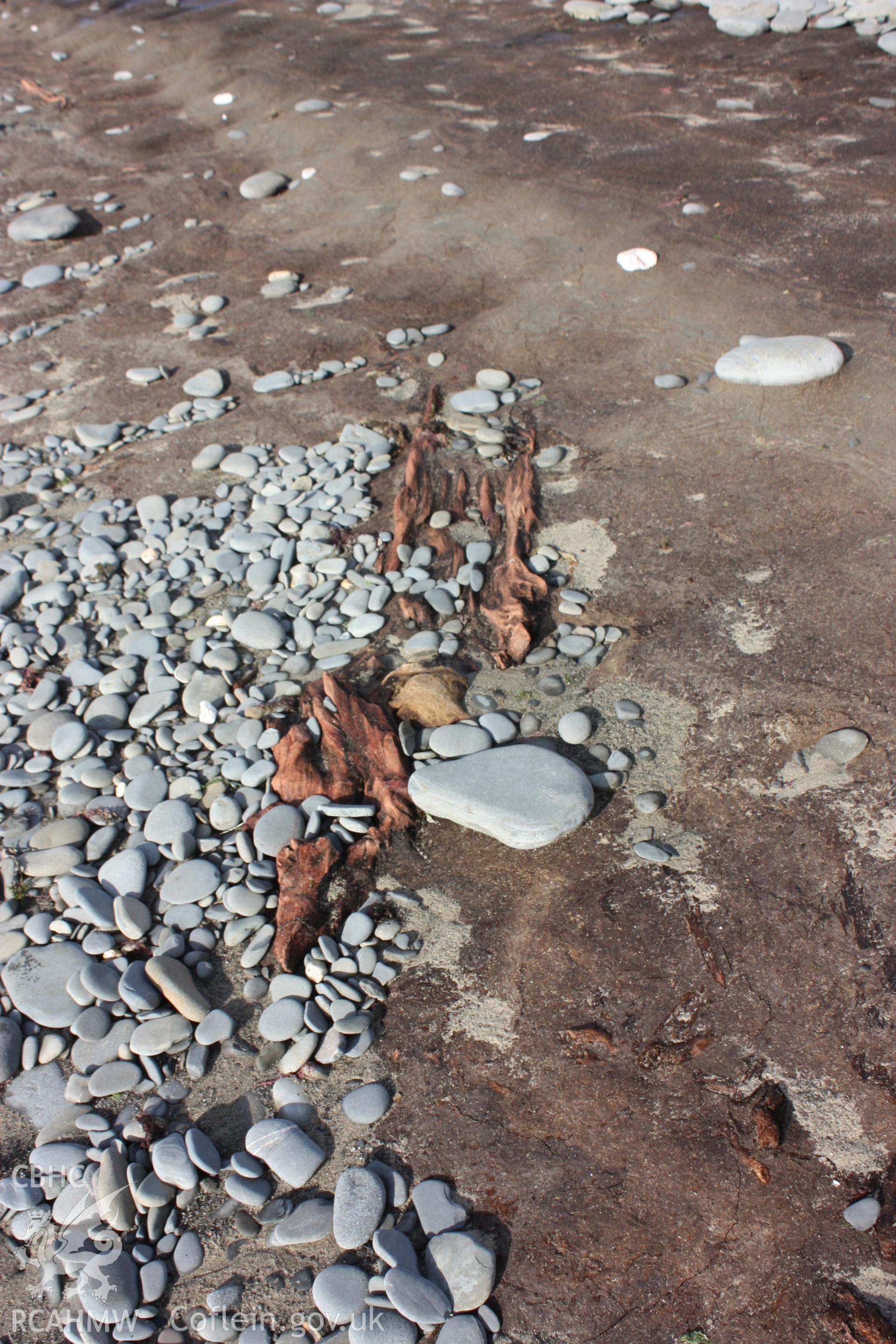 The preserved remains of a fallen tree.