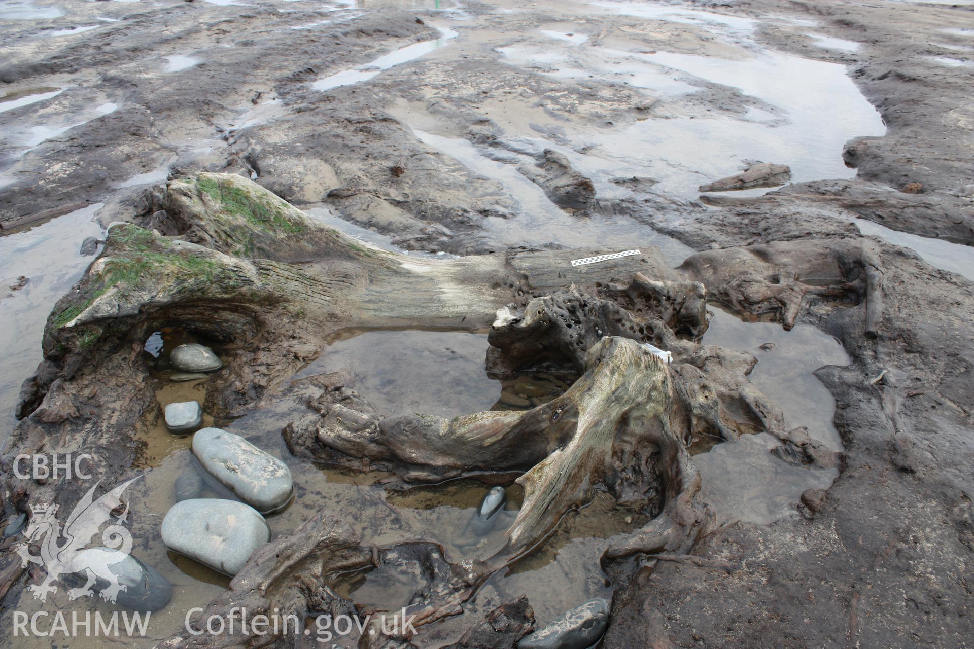 Borth submerged forest (between RNLI lifeboat station and upper Borth), looking east towards High Street. Showing extent of peat exposures at low tide (Lampeter University Swansea Metropolitan University carrying out survey and excavation)