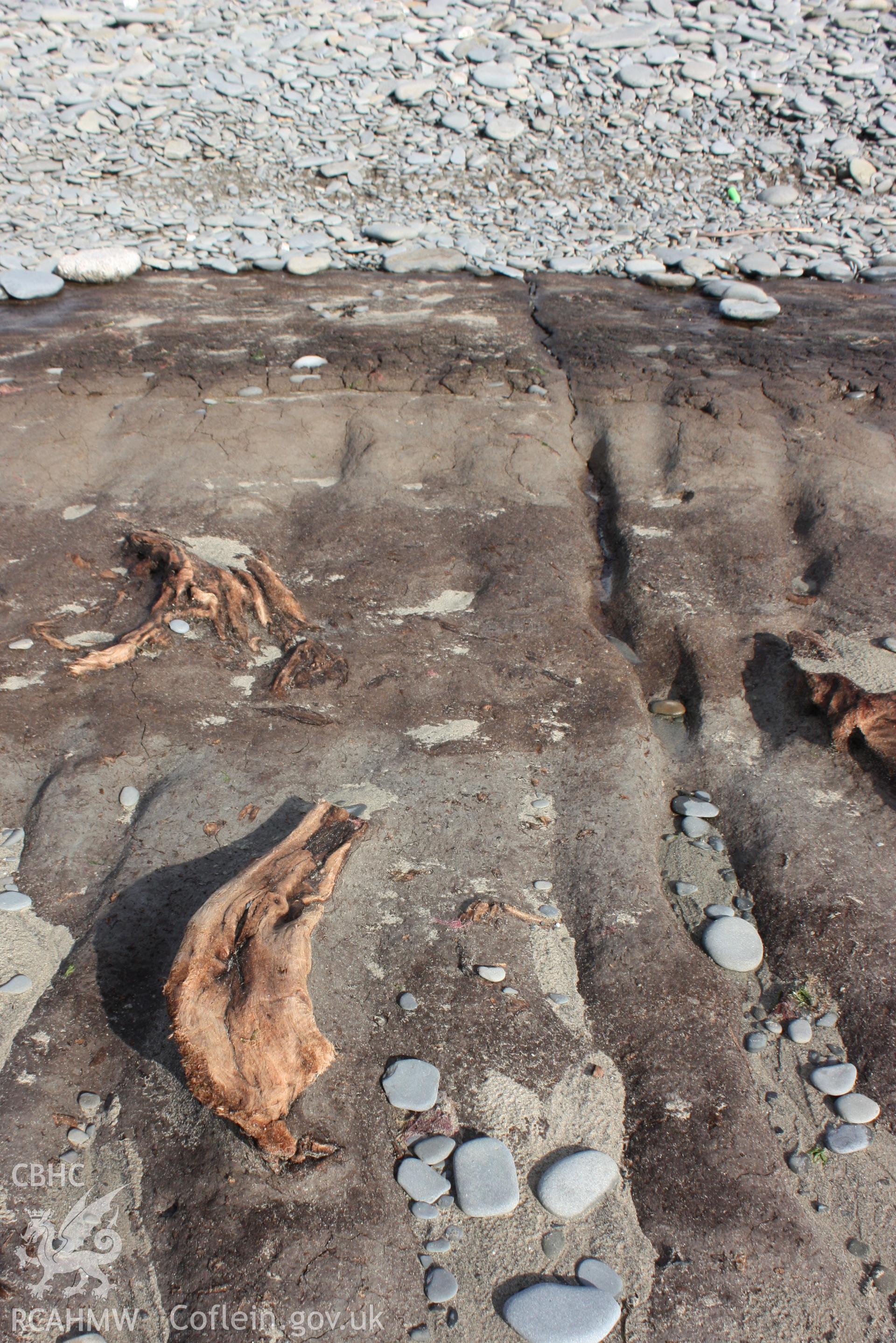 Some of the larger sections of trees that are visible and with differentiation between the  peat and alluvial depsosits marked by the changing colours of the soils.