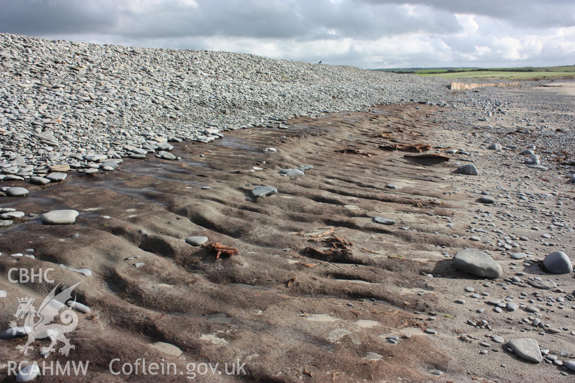 The exposure extends for some 50m with larger dislodged parts of trees washed up to the south near new stabilisation piling.