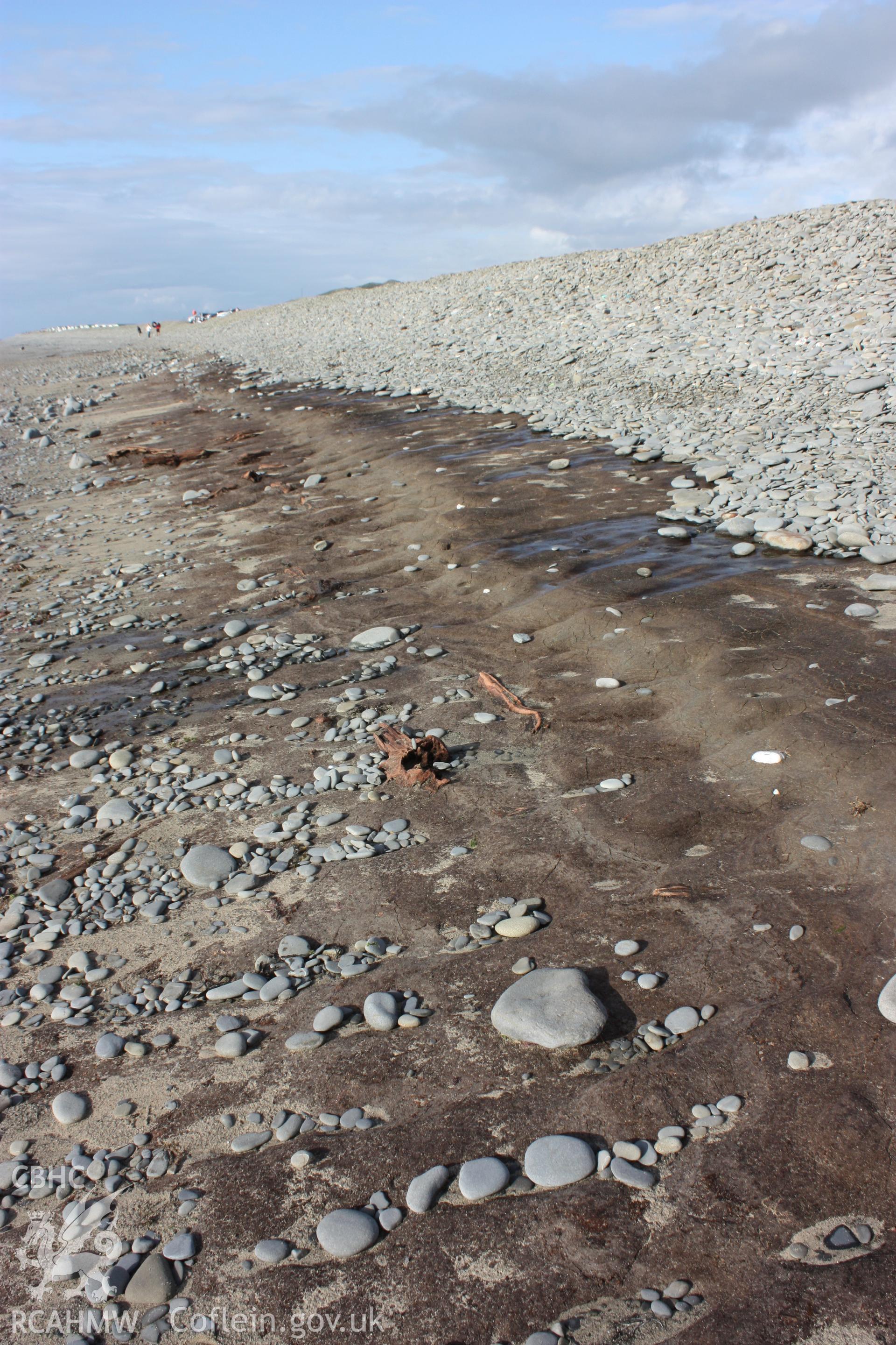 The peat exposure with the larger sections of tree looking northwards