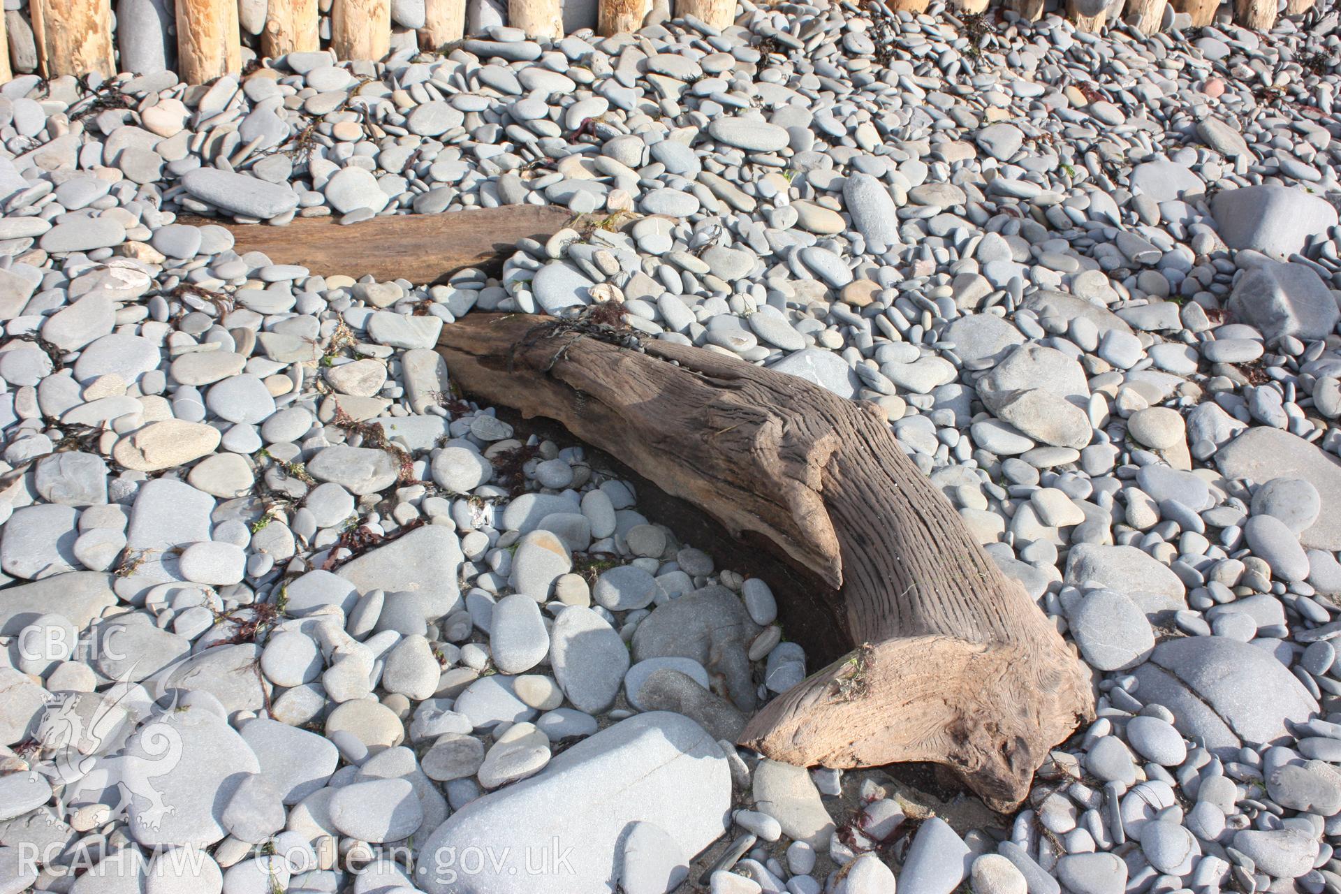 Two of the larger sections of tree, possibly insitu, but perhaps more likely to have been dislodged and washed up.