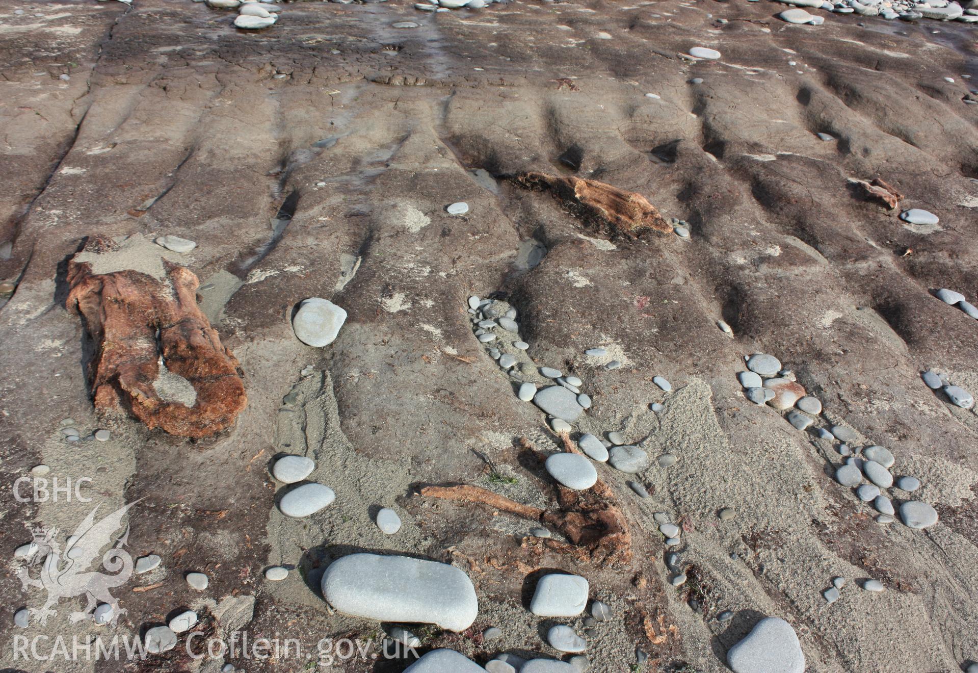 Some of the larger sections of fallen tree with the differentiation between the peat and alluvial layers demarked by the chaning soil colours.