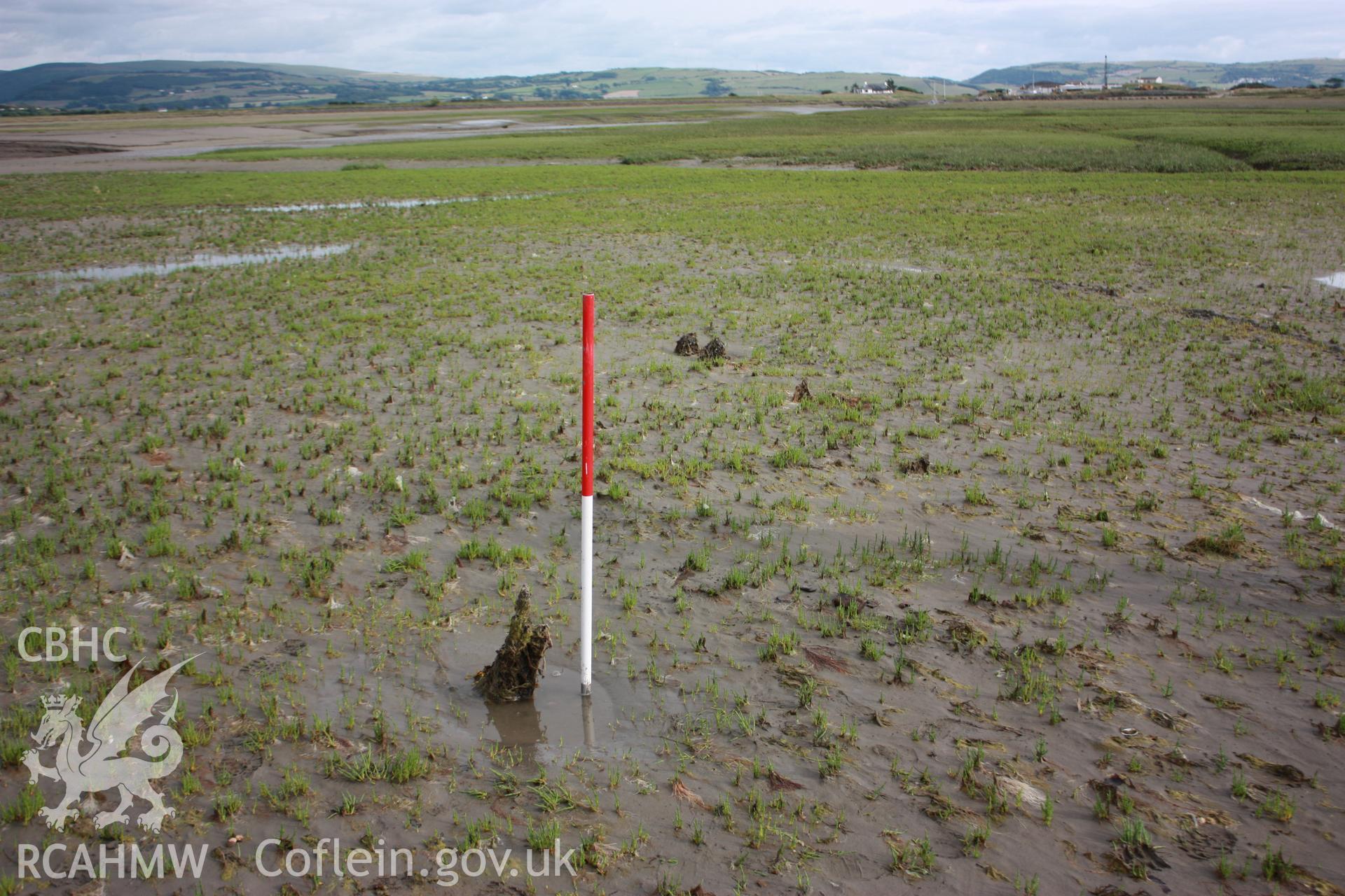 Tops of timbers and a stern/stempost looking up the Dyfi estuary towards Machynlleth.