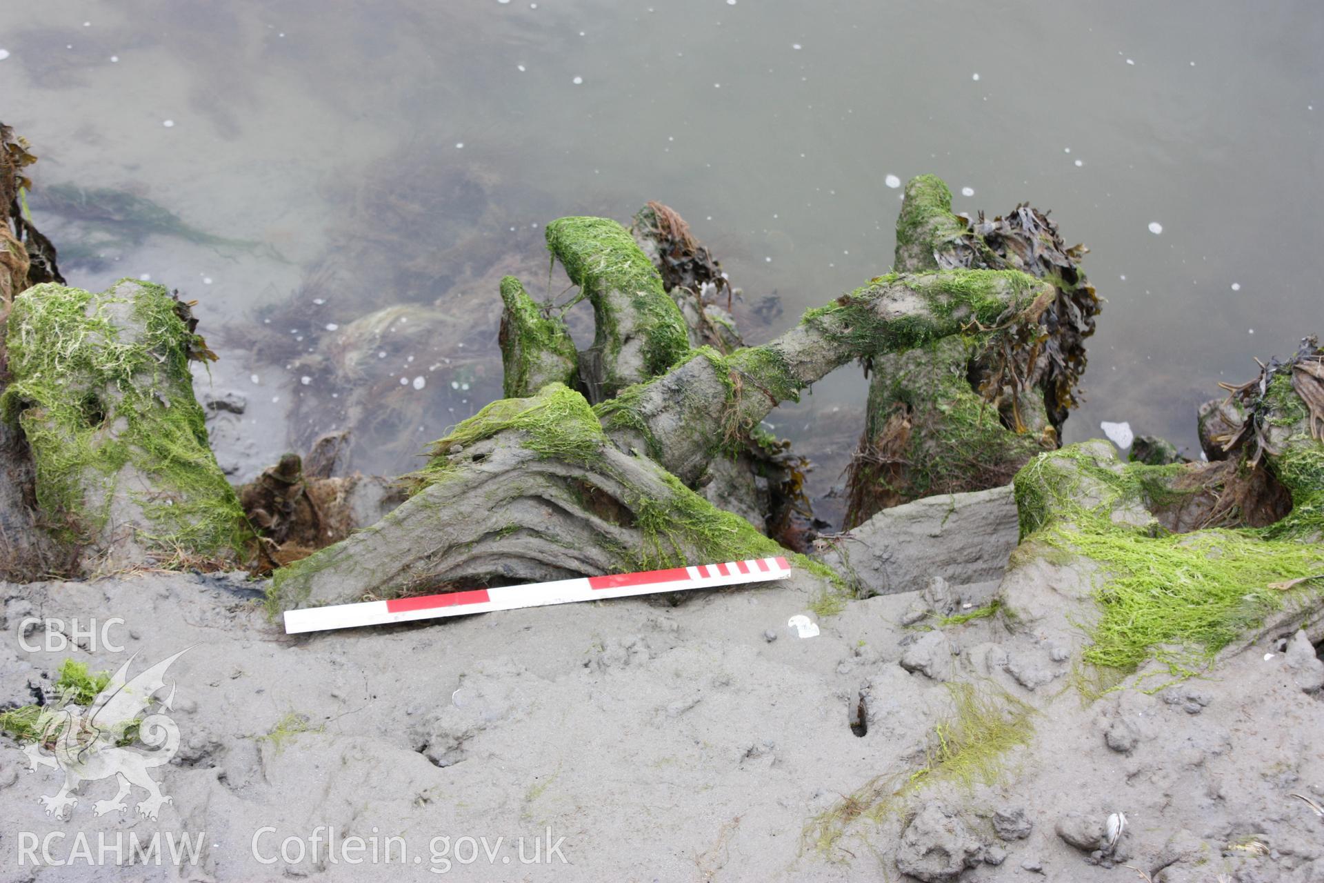 Eroded knee (lodging knee) at edge of collapsed deck timber on northern side of wreck.