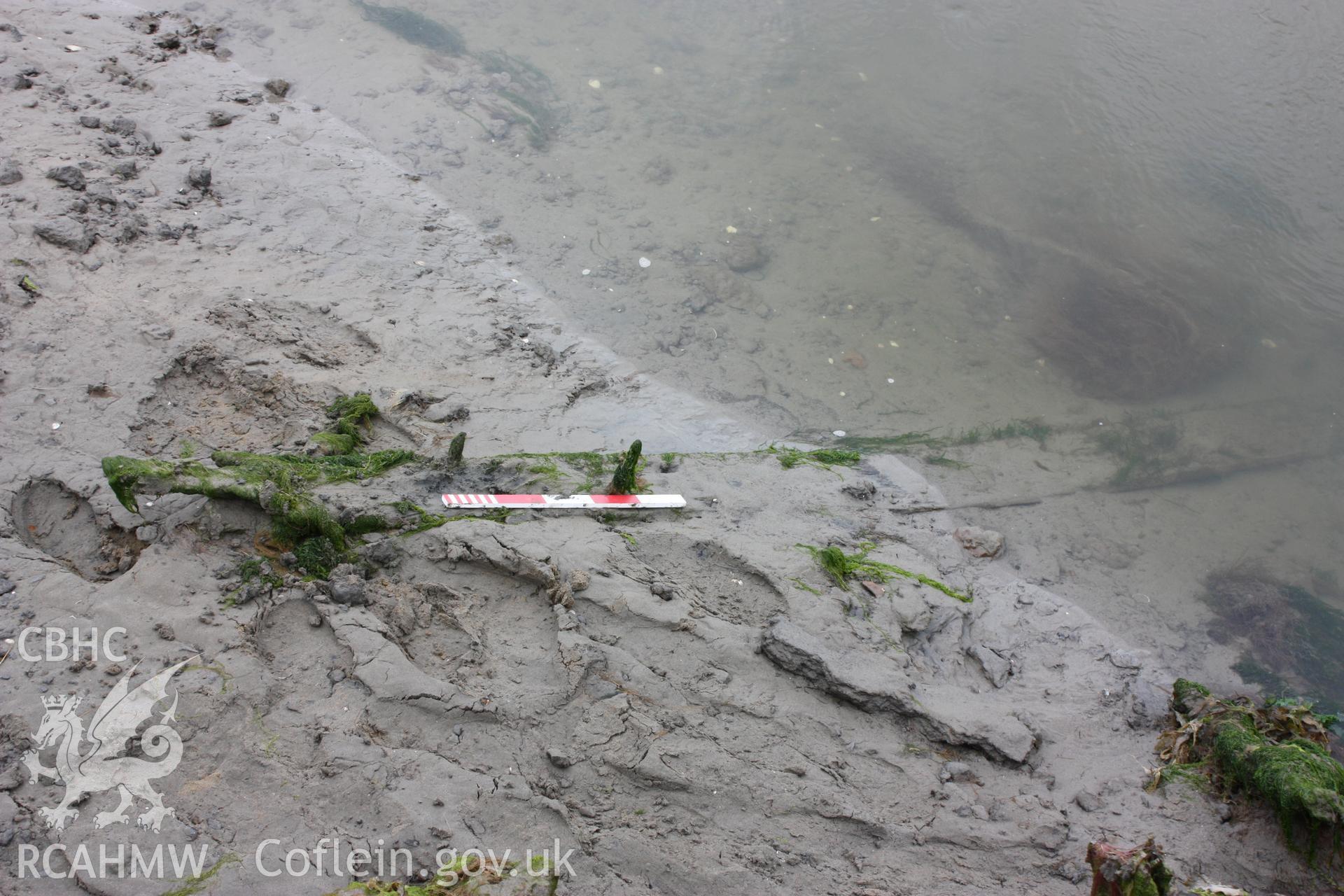 Disassociated plank to the north of wreck displaying treenail fastenings.