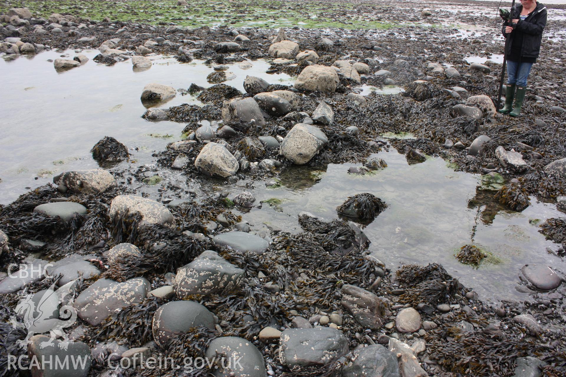 Northern end of fish trap, looking west. RCAHMW staff member for scale.