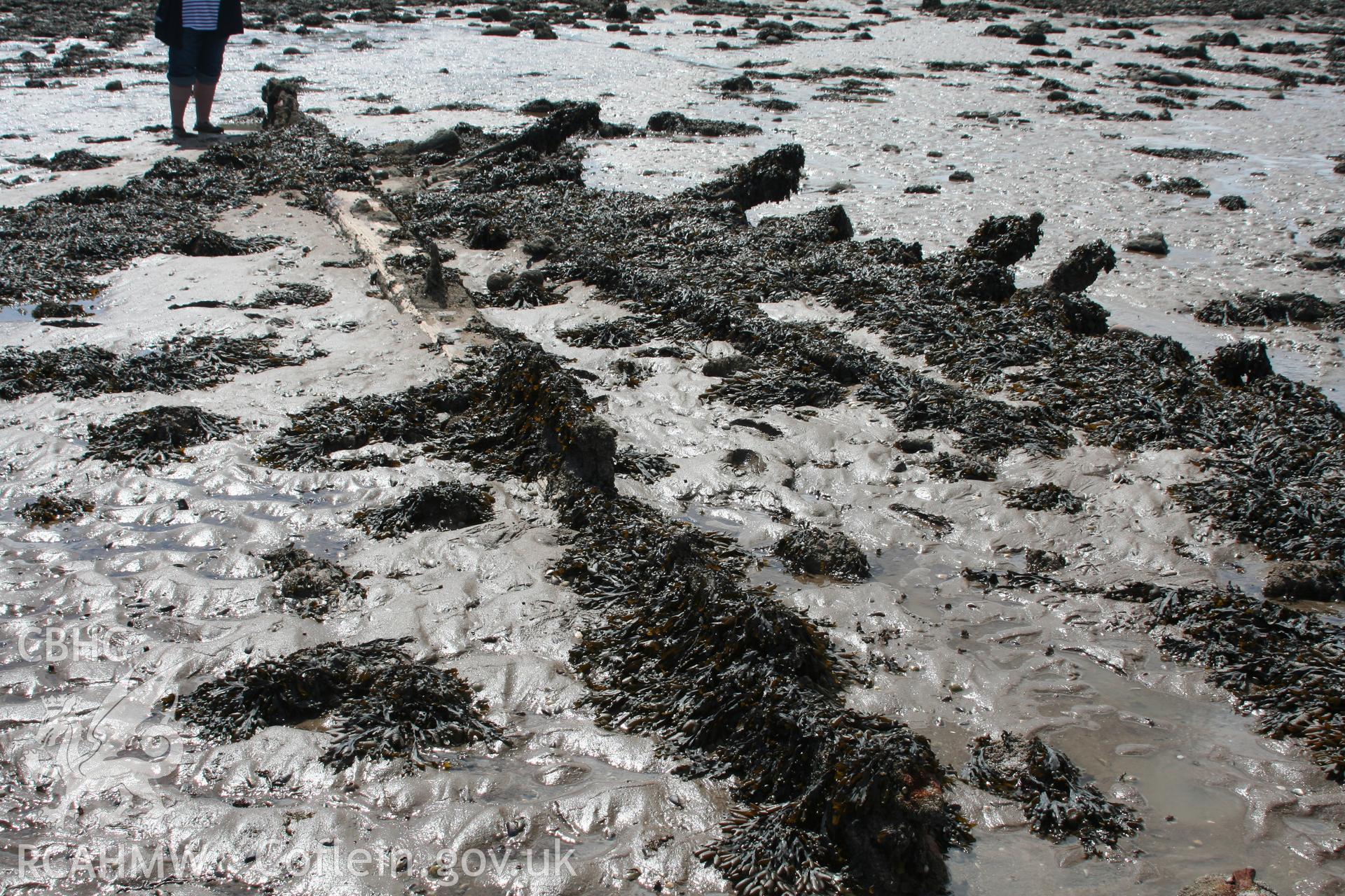 Wreck, looking west, stern towards the bow from the port quarter-aft. Foreground, remains of keelson and starboard lower frames protruding from the sand, background, remains of the bow post.