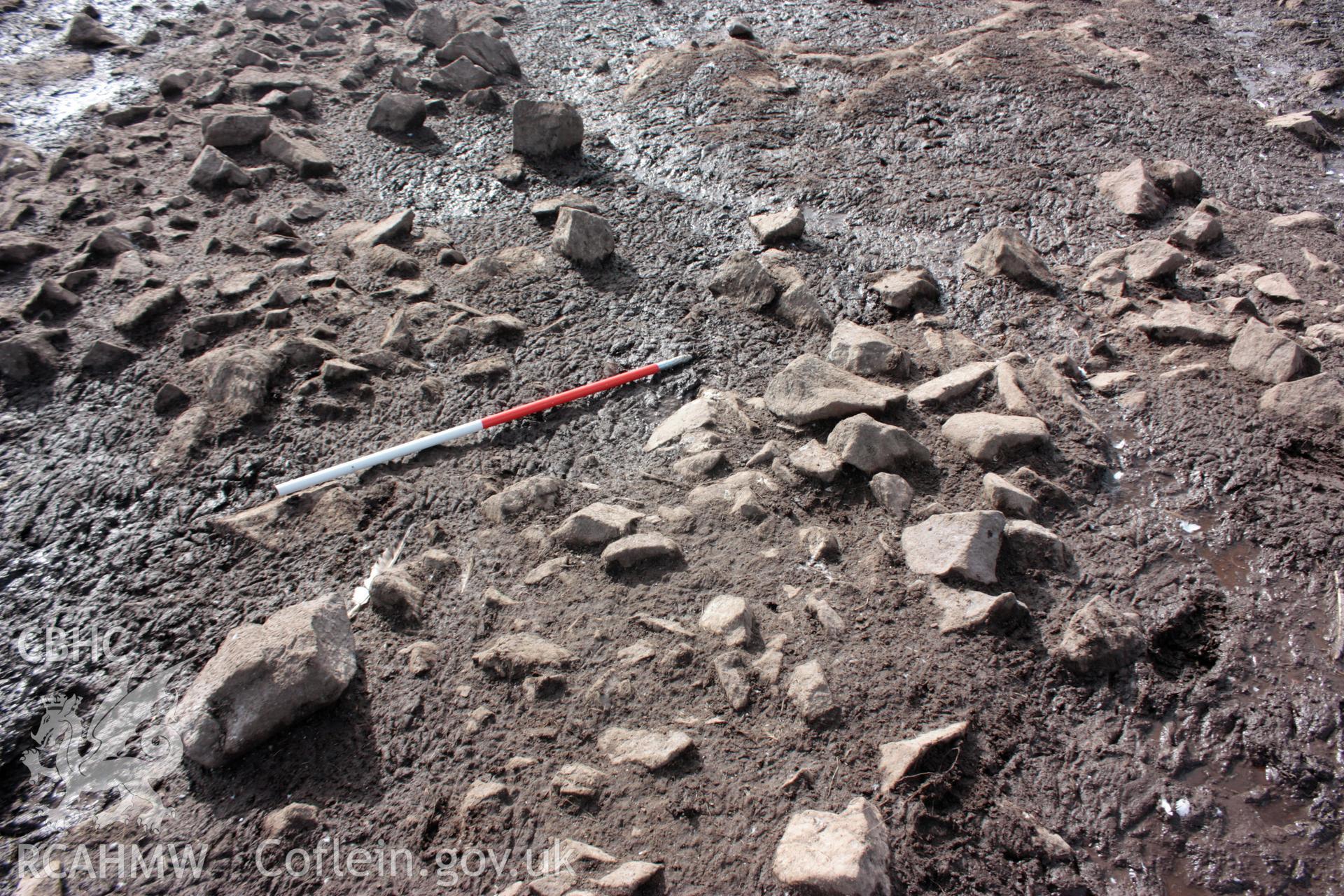 Detail of low field boundary wall that crosses the central spine of Grassholm Island.