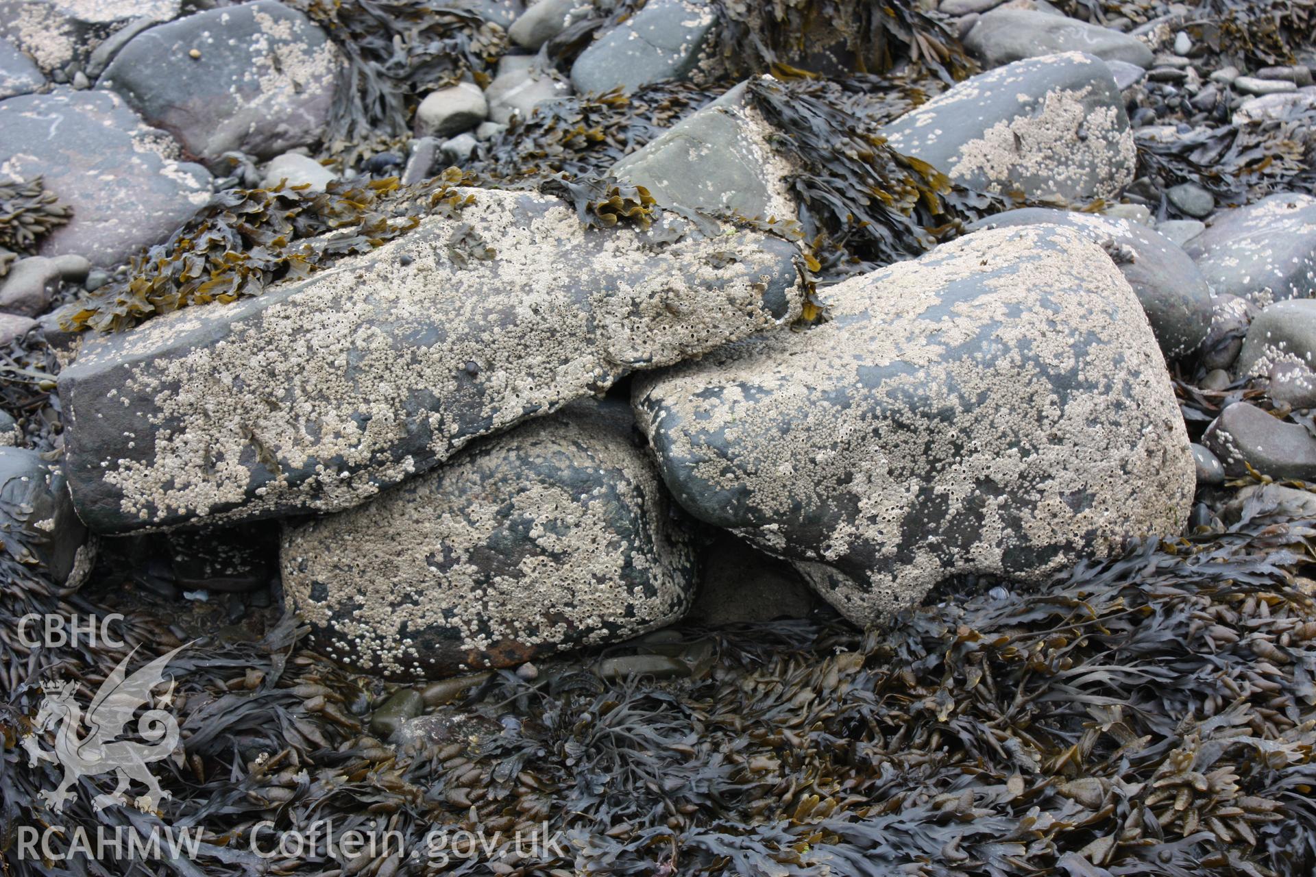 Boulders comprising part of dry stone wall comprising fish trap arm.