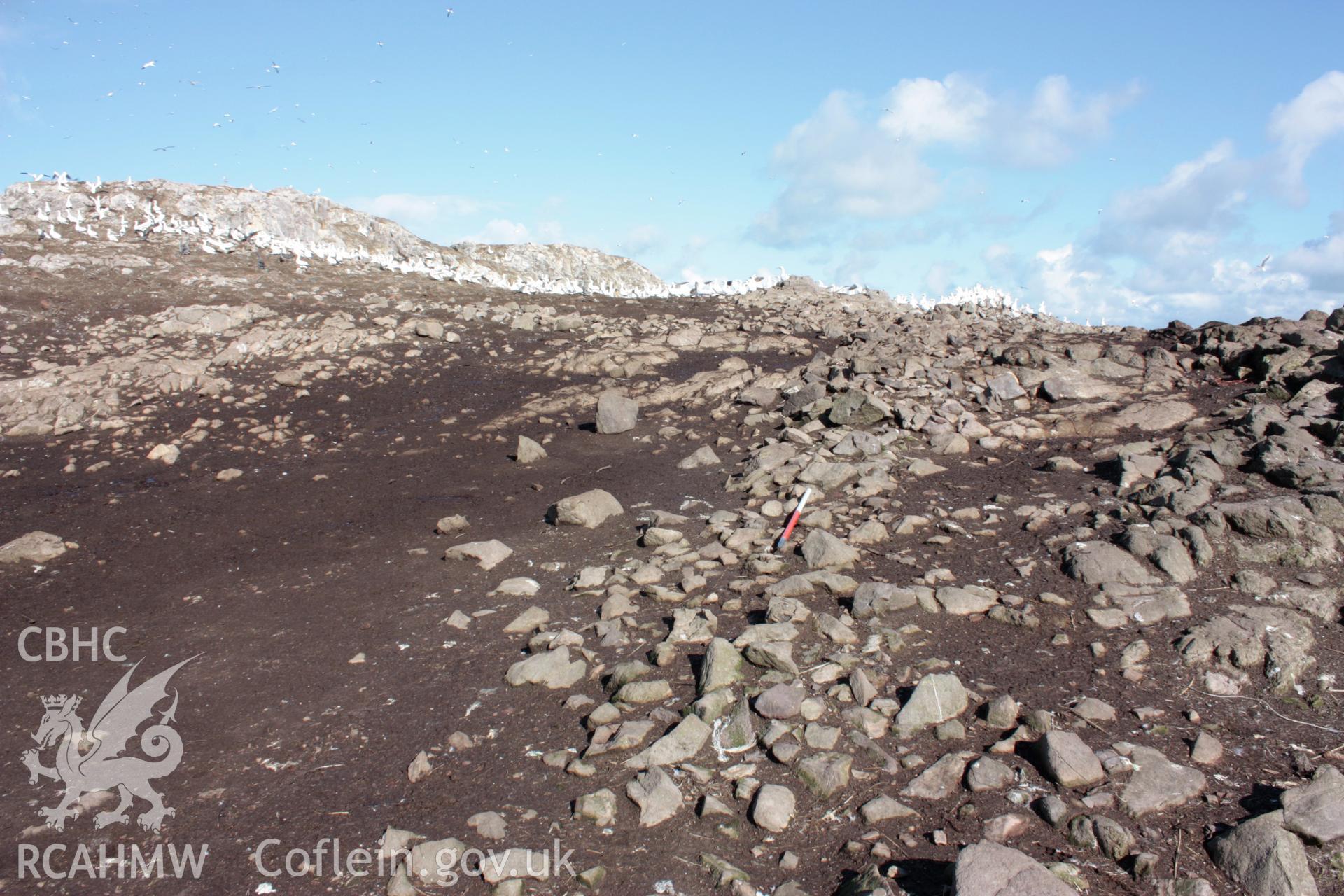 Detail of low field boundary wall that crosses the central spine of Grassholm Island, looking north.