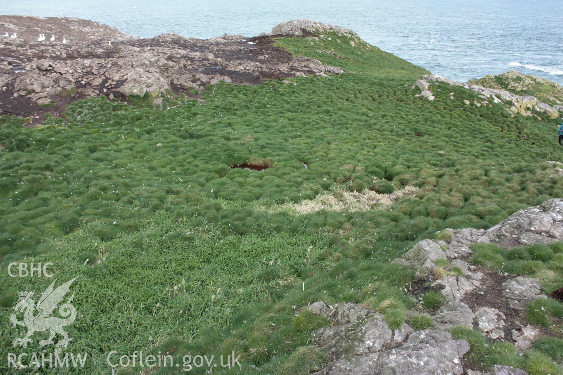 Conjoined rectangular structures nestled between rock outcrops on Grassholm Island, looking north-west.