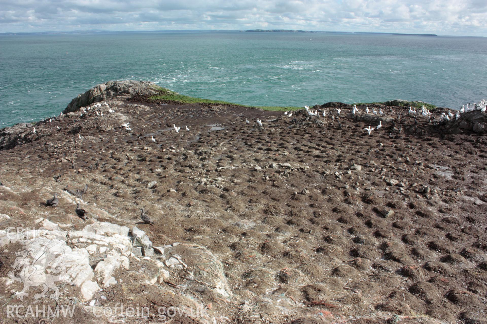 Field boundary walls crossing the central spine of Grassholm Island, looking north-east.