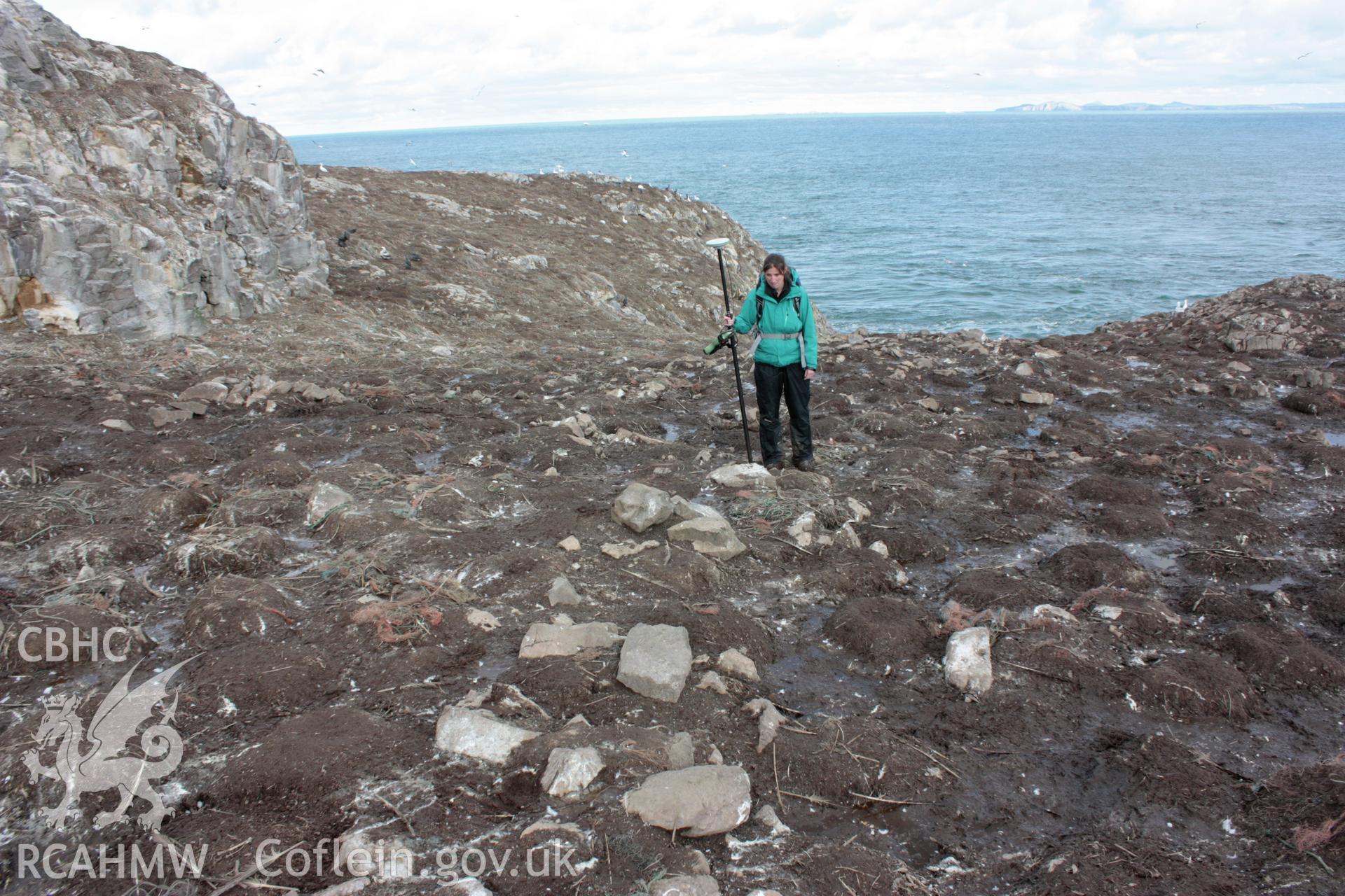 Detail of low field boundary wall that crosses the central spine of Grassholm Island, looking north.