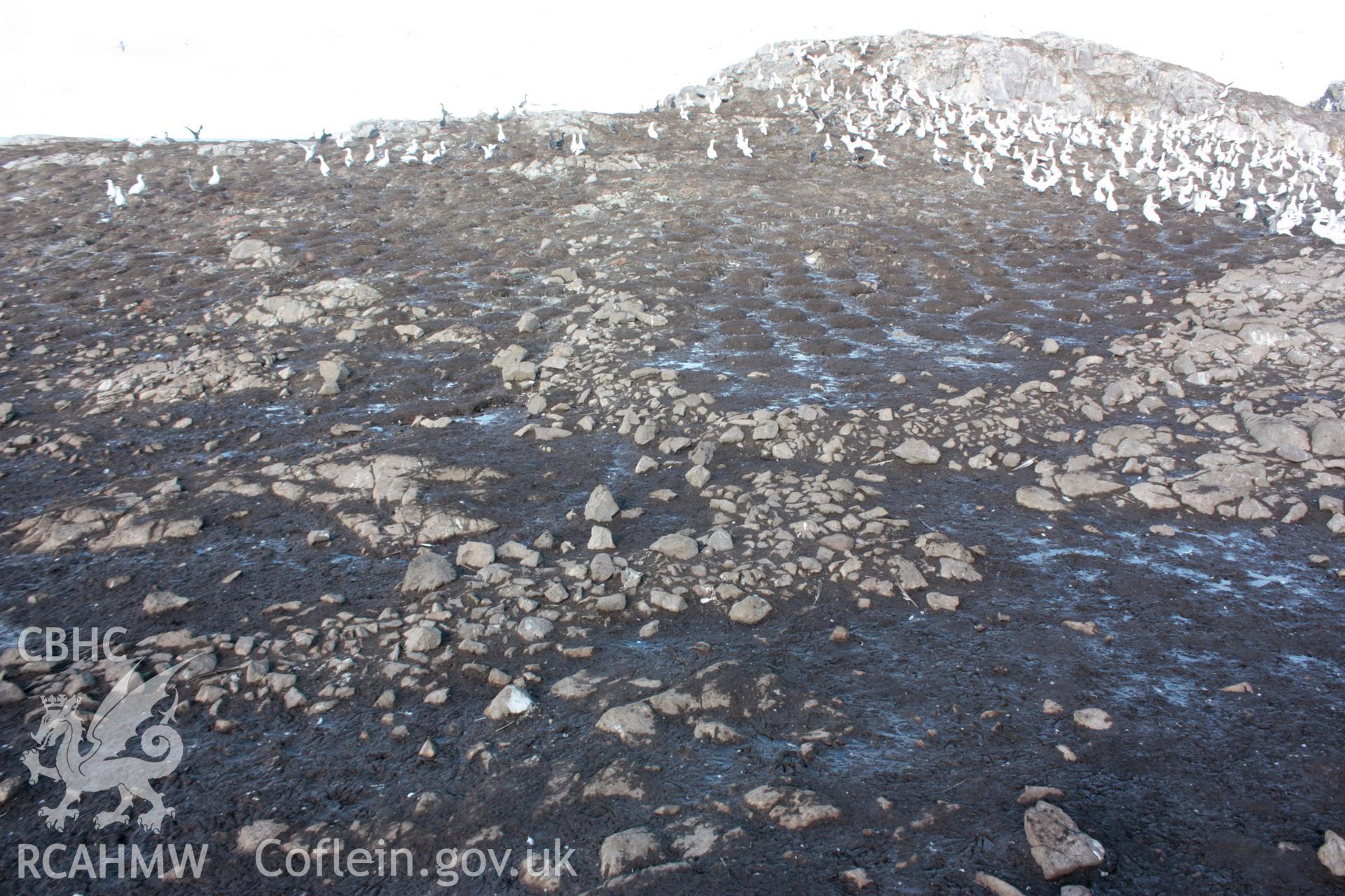 Field boundary walls crossing the central spine of Grassholm Island, looking west.