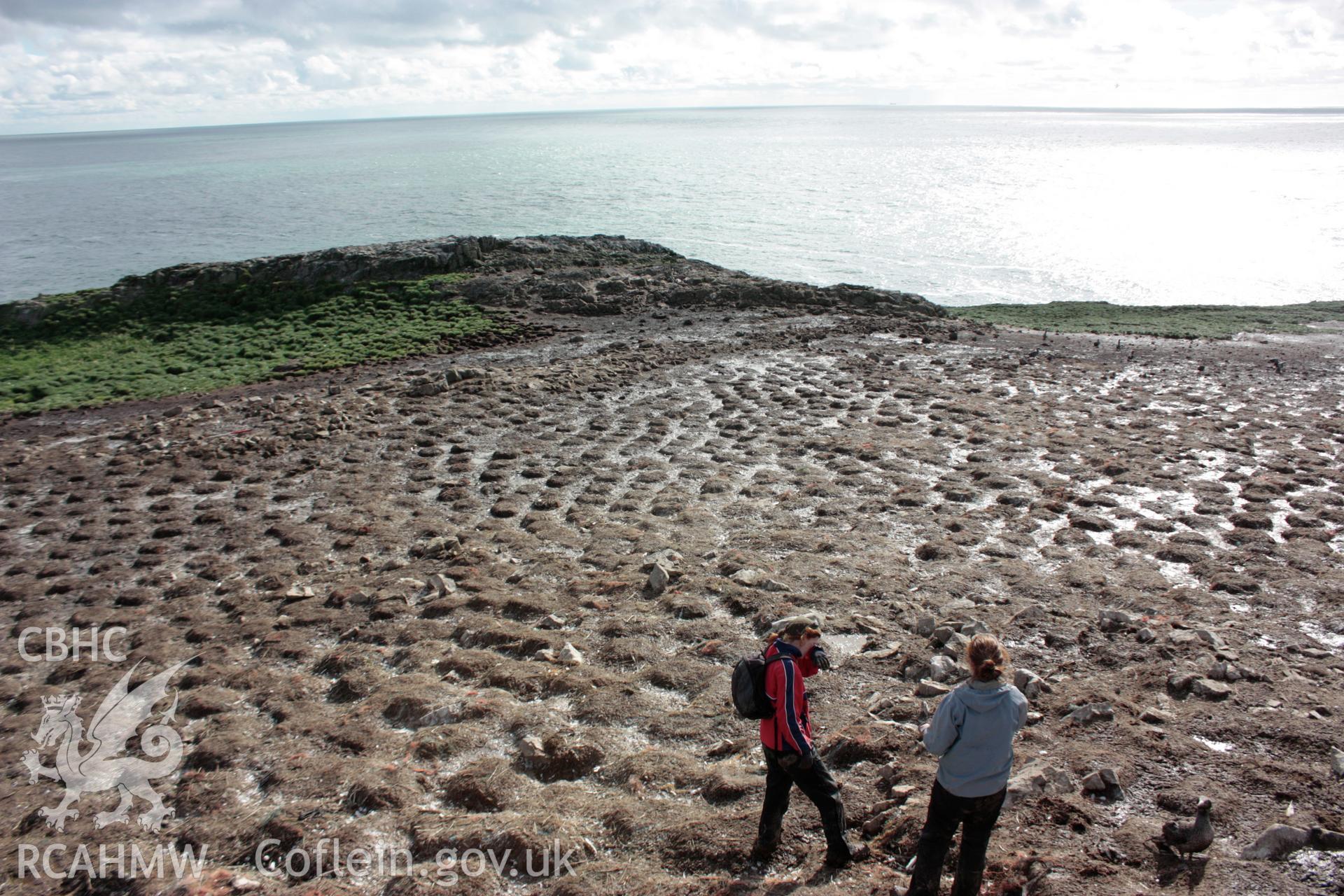 Field boundary walls crossing the central spine of Grassholm Island, looking south.