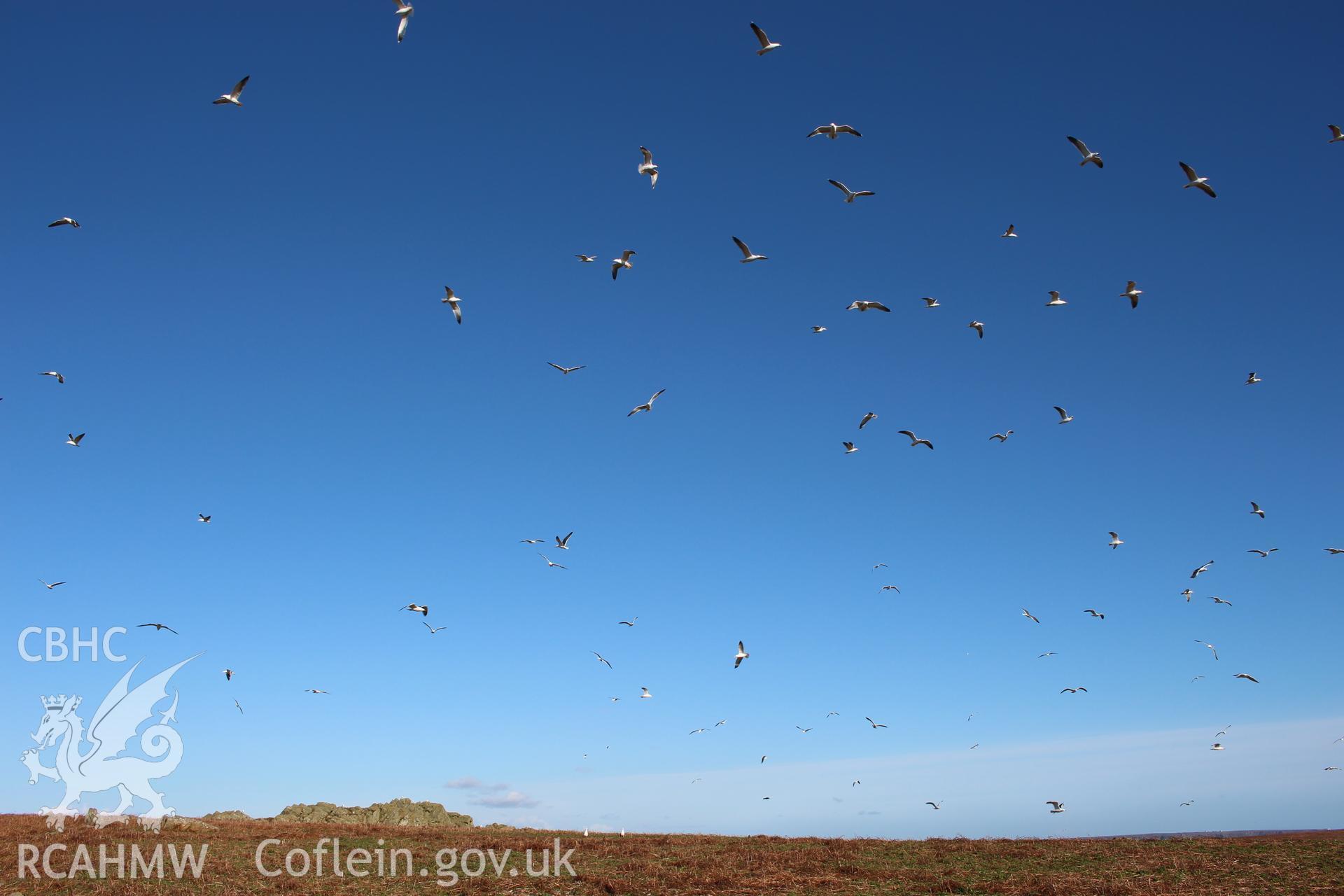 SUB-MEGALITHIC SITE NEAR TO NORTH STREAM, SKOMER ISLAND, view of circling gulls above site (lower left)