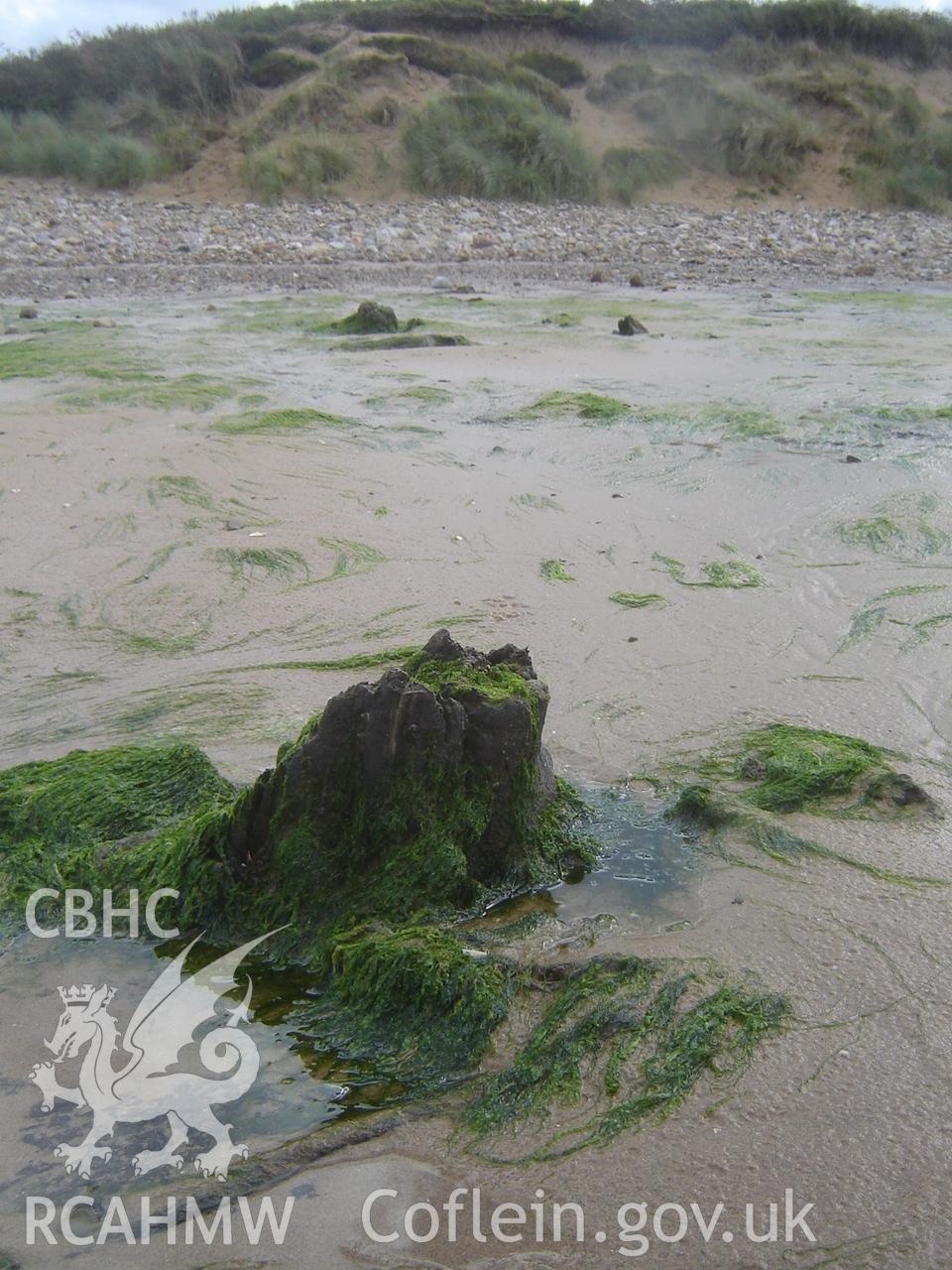 Digital photograph showing Broughton Bay submerged forest, taken by Ian Cundy, October 2012.