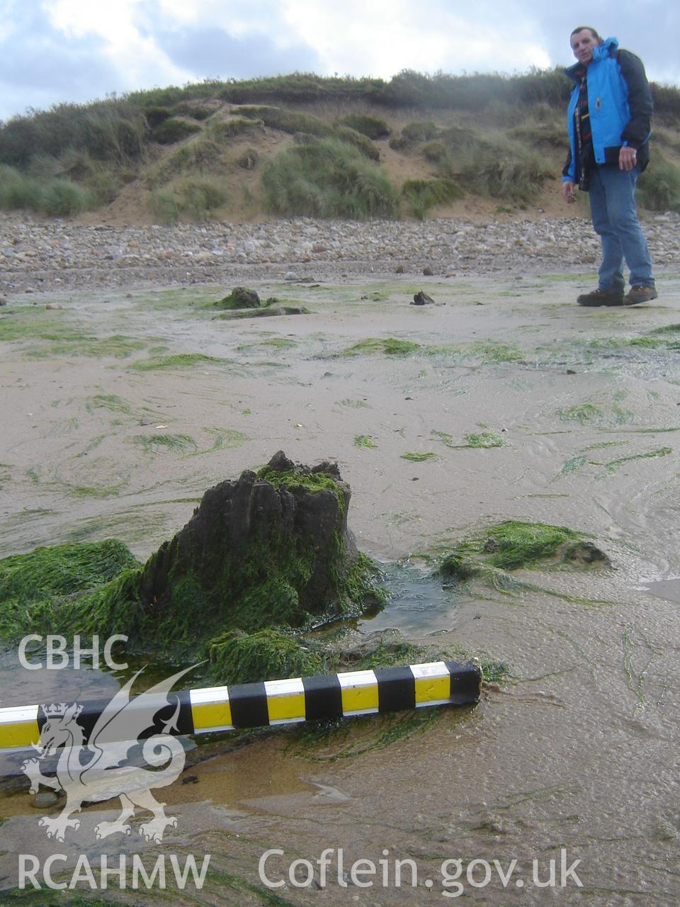 Digital photograph showing Broughton Bay submerged forest, taken by Ian Cundy, October 2012.