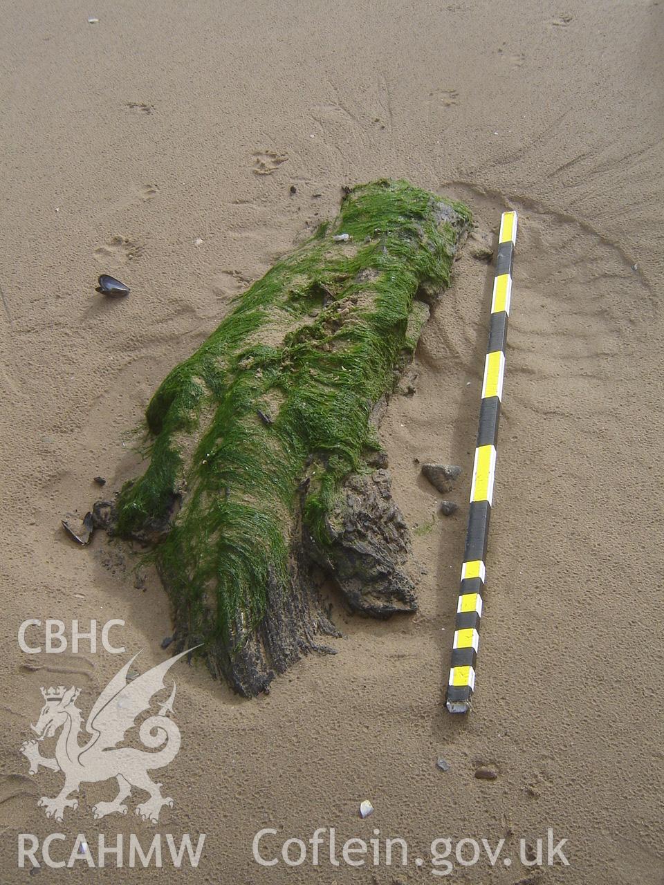 Digital photograph showing Broughton Bay submerged forest, taken by Ian Cundy, October 2012.