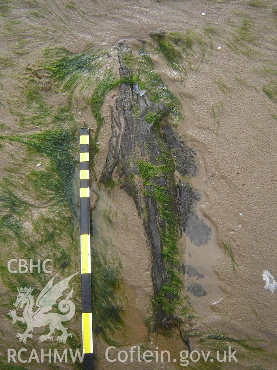 Digital photograph showing Broughton Bay submerged forest, taken by Ian Cundy, October 2012.