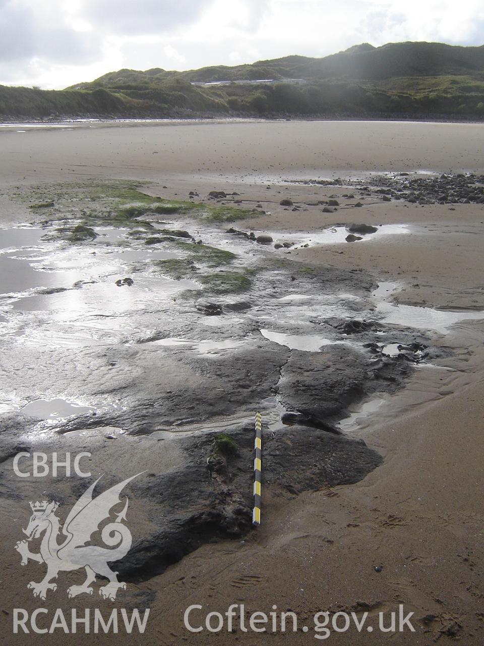 Digital photograph showing Broughton Bay submerged forest, taken by Ian Cundy, October 2012.