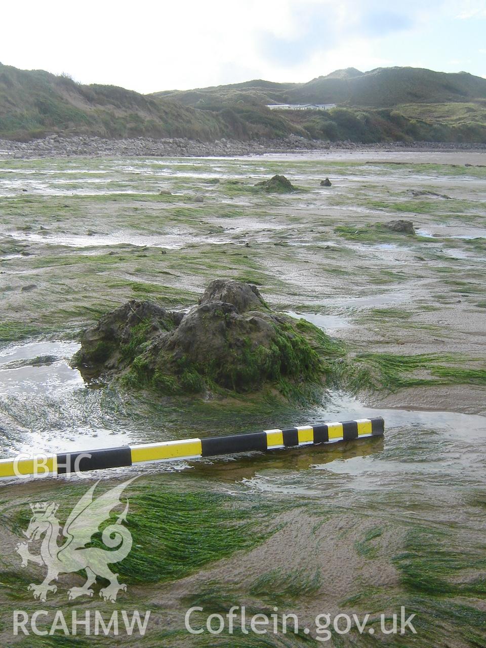 Digital photograph showing Broughton Bay submerged forest, taken by Ian Cundy, October 2012.