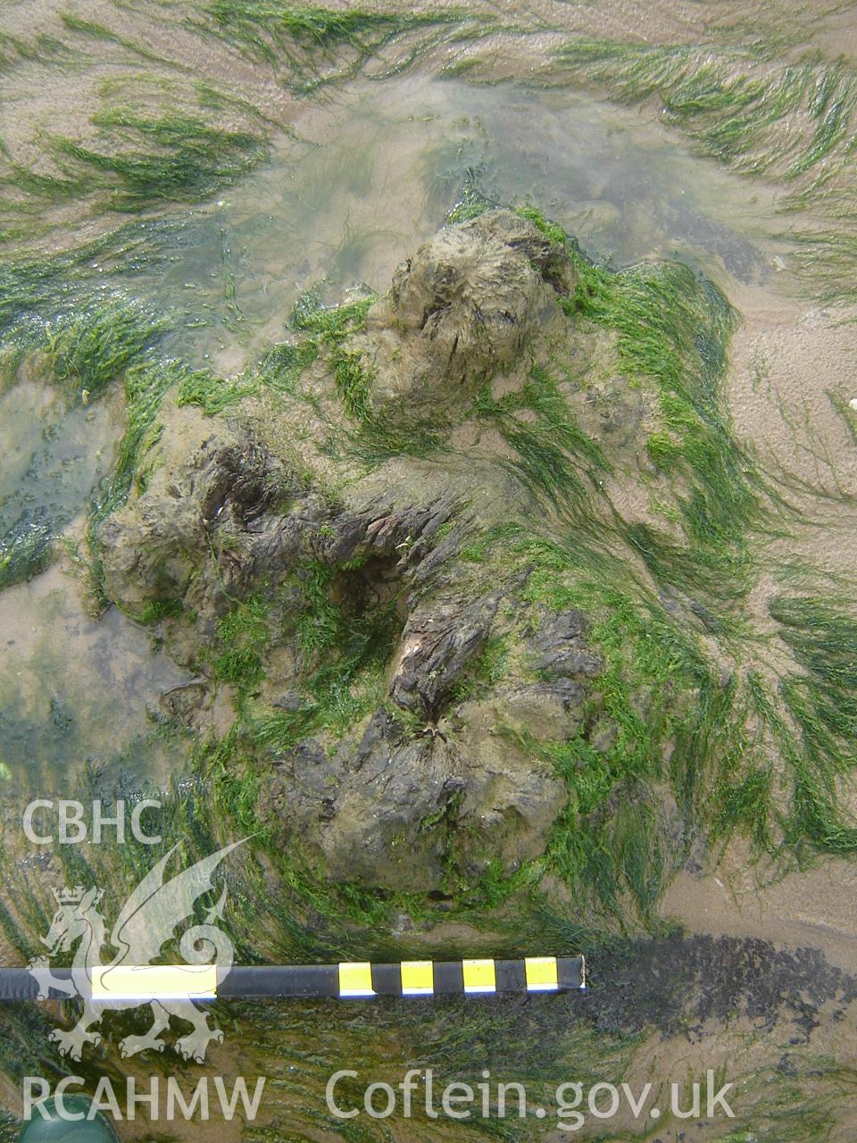 Digital photograph showing Broughton Bay submerged forest, taken by Ian Cundy, October 2012.