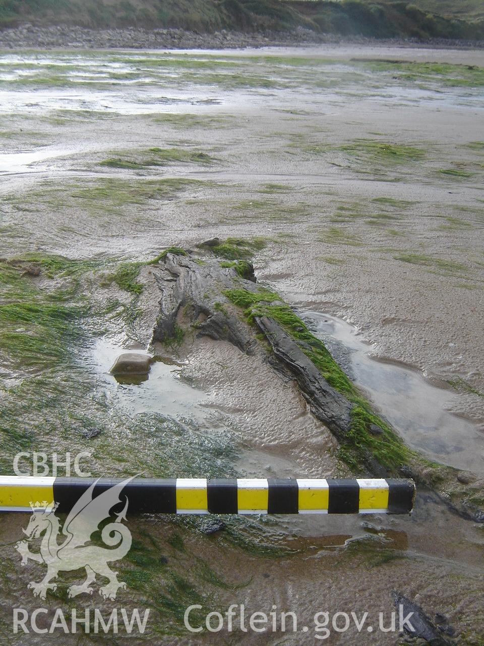 Digital photograph showing Broughton Bay submerged forest, taken by Ian Cundy, October 2012.