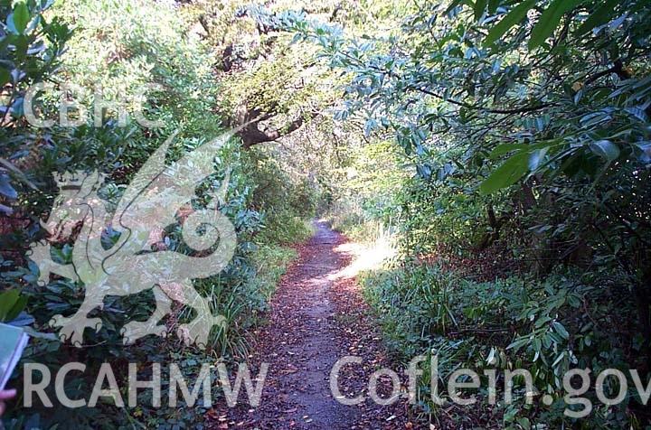 Digital colour photograph of the drive at Penllergare.