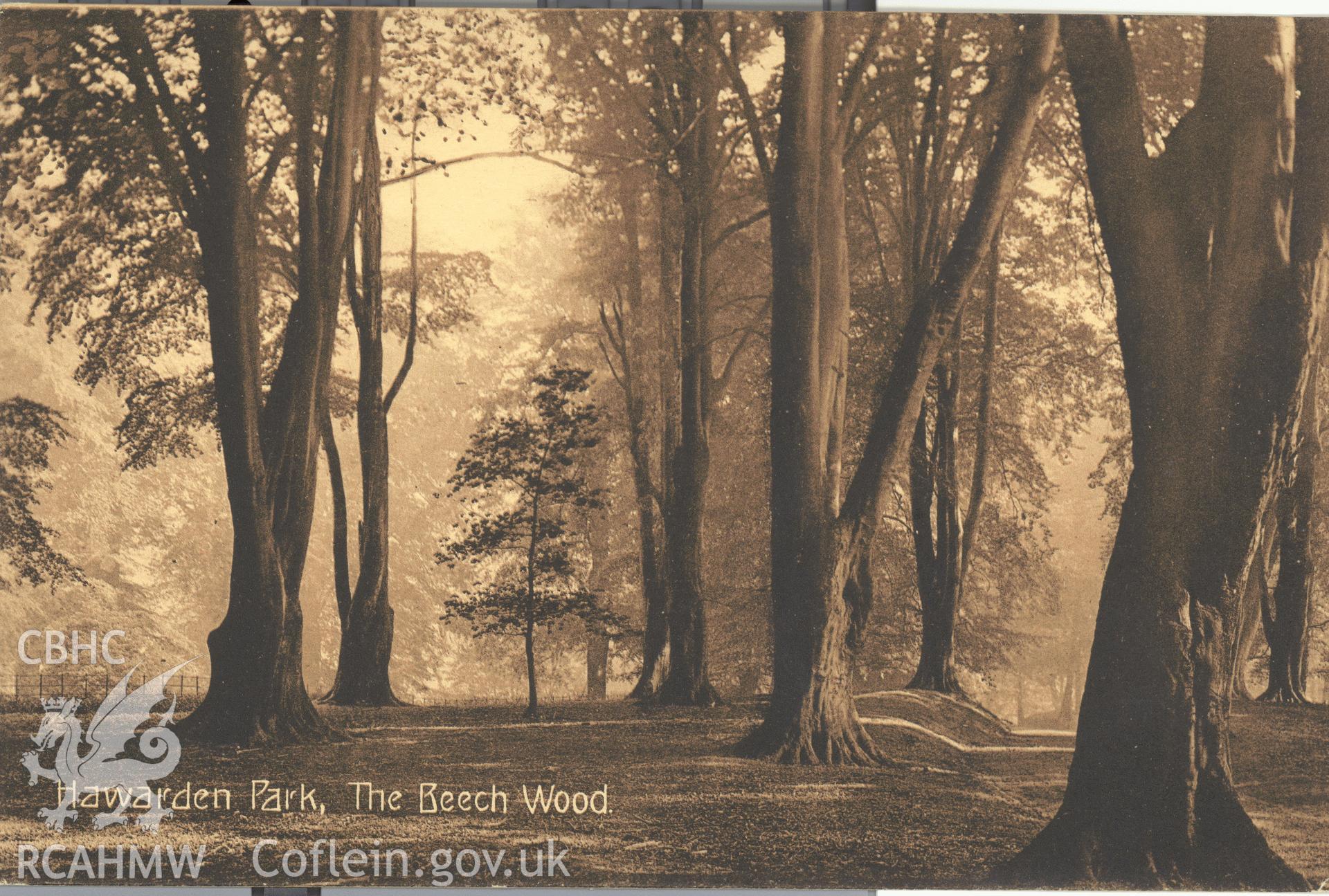 Digitised postcard image of Hawarden Castle grounds, including beech wood, W.R. Jones, Post office, Harwarden. Produced by Parks and Gardens Data Services, from an original item in the Peter Davis Collection at Parks and Gardens UK. We hold only web-resolution images of this collection, suitable for viewing on screen and for research purposes only. We do not hold the original images, or publication quality scans.