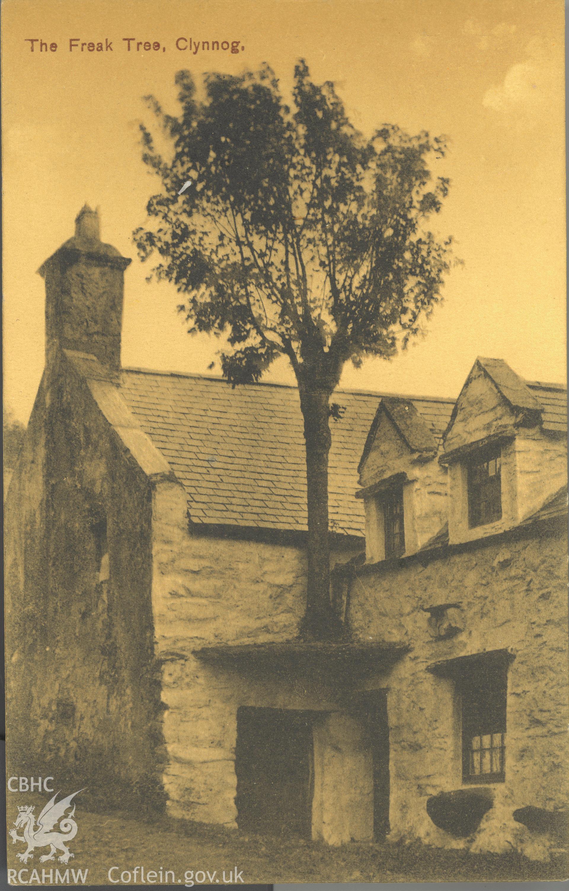 Digitised postcard image of Bodfasarn, Clynnog, showing 'freak tree'. Produced by Parks and Gardens Data Services, from an original item in the Peter Davis Collection at Parks and Gardens UK. We hold only web-resolution images of this collection, suitable for viewing on screen and for research purposes only. We do not hold the original images, or publication quality scans.