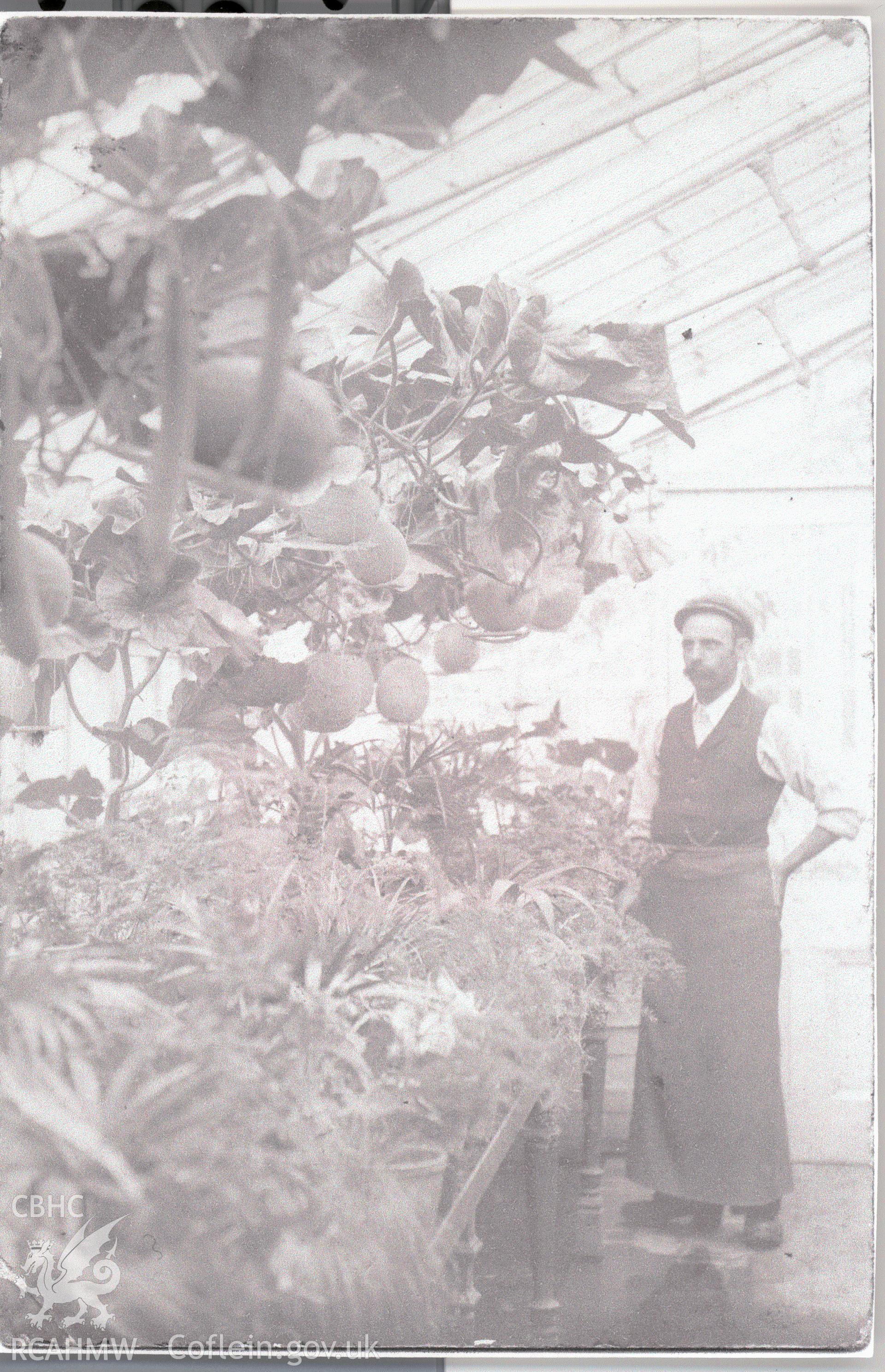 Digitised postcard image of gardener and melons in Hilston House greenhouse, Llangattock-vibon-avel. Produced by Parks and Gardens Data Services, from an original item in the Peter Davis Collection at Parks and Gardens UK. We hold only web-resolution images of this collection, suitable for viewing on screen and for research purposes only. We do not hold the original images, or publication quality scans.