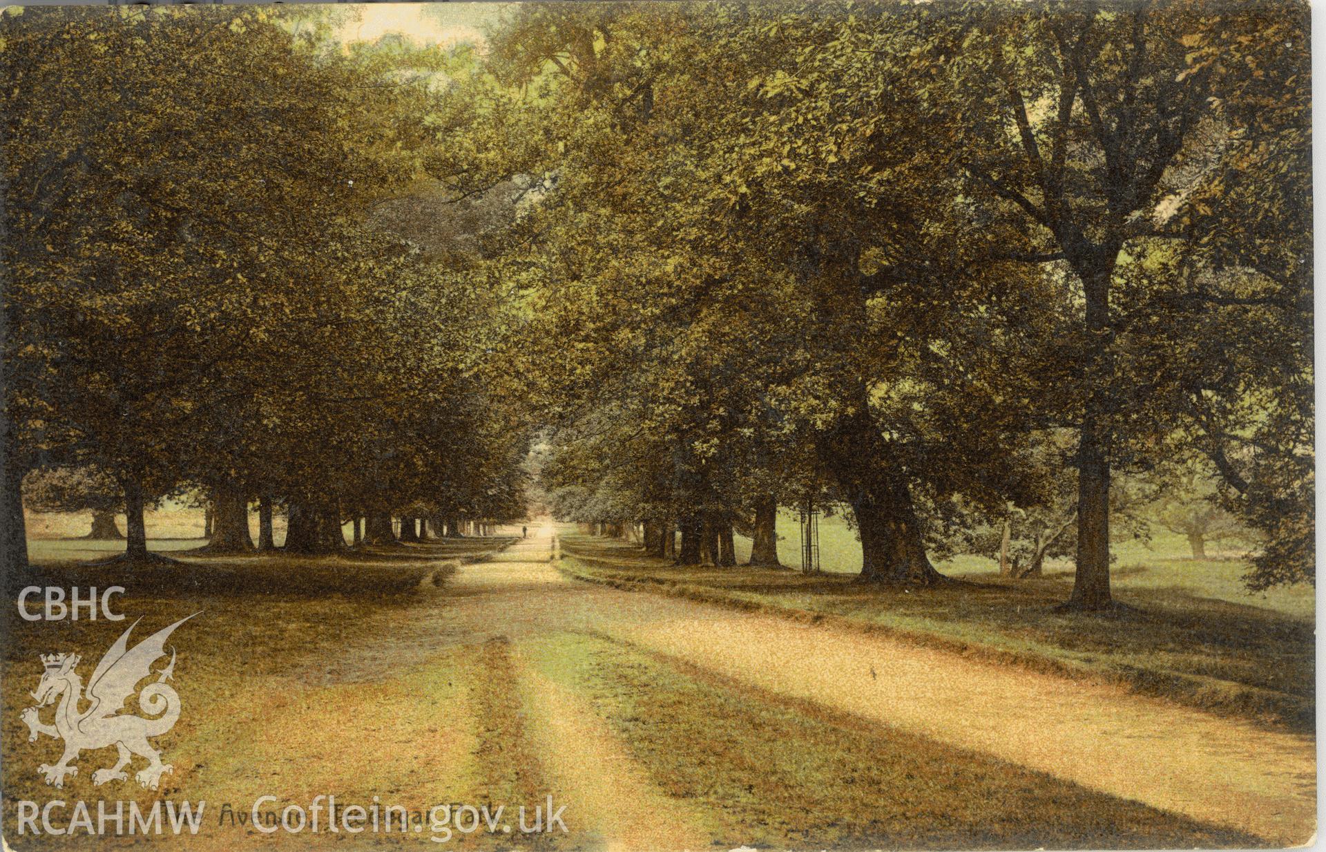 Digitised postcard image of the Avenue, Bedwellty Park Tredegar, W. Jones, Newport. Produced by Parks and Gardens Data Services, from an original item in the Peter Davis Collection at Parks and Gardens UK. We hold only web-resolution images of this collection, suitable for viewing on screen and for research purposes only. We do not hold the original images, or publication quality scans.