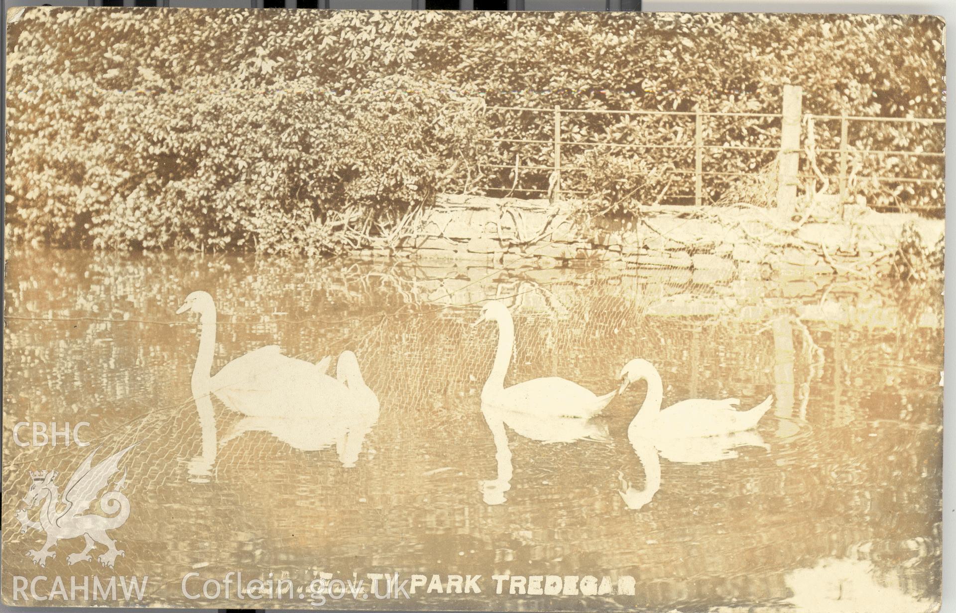 Digitised postcard image of Swan Lake, Bedwellty park, Tredegar, Eastment & Son, Iron Street, Tredegar. Produced by Parks and Gardens Data Services, from an original item in the Peter Davis Collection at Parks and Gardens UK. We hold only web-resolution images of this collection, suitable for viewing on screen and for research purposes only. We do not hold the original images, or publication quality scans.