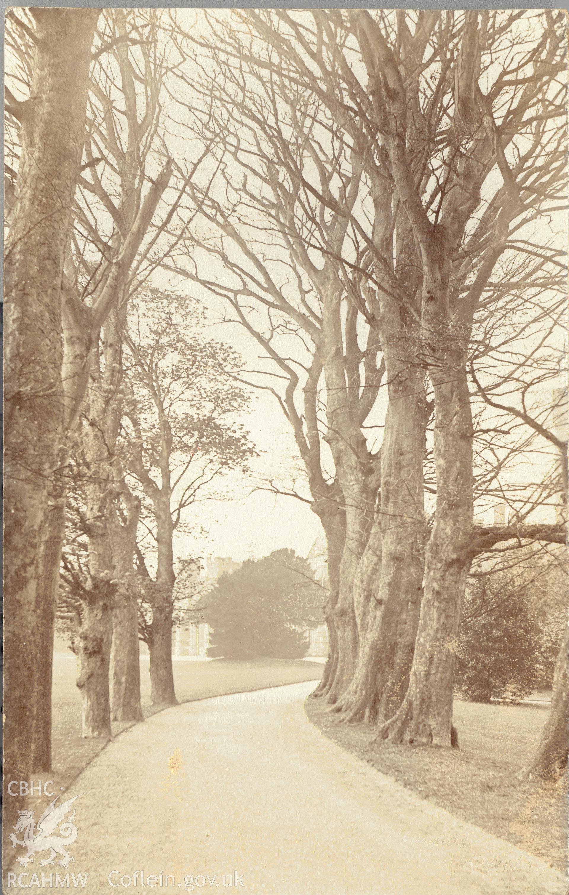 Digitised postcard image of Bryn-y-Neuadd, Llanfairfechan, showing avenue, Valentine and Sons Ltd. Produced by Parks and Gardens Data Services, from an original item in the Peter Davis Collection at Parks and Gardens UK. We hold only web-resolution images of this collection, suitable for viewing on screen and for research purposes only. We do not hold the original images, or publication quality scans.