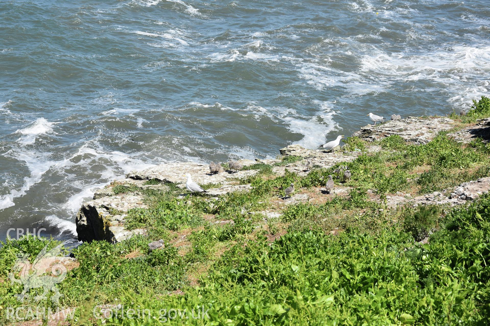 Investigator's photographic survey of Puffin Island or Ynys Seiriol for the CHERISH Project. ? Crown: CHERISH PROJECT 2018. Produced with EU funds through the Ireland Wales Co-operation Programme 2014-2020. All material made freely available through the Open Government Licence.