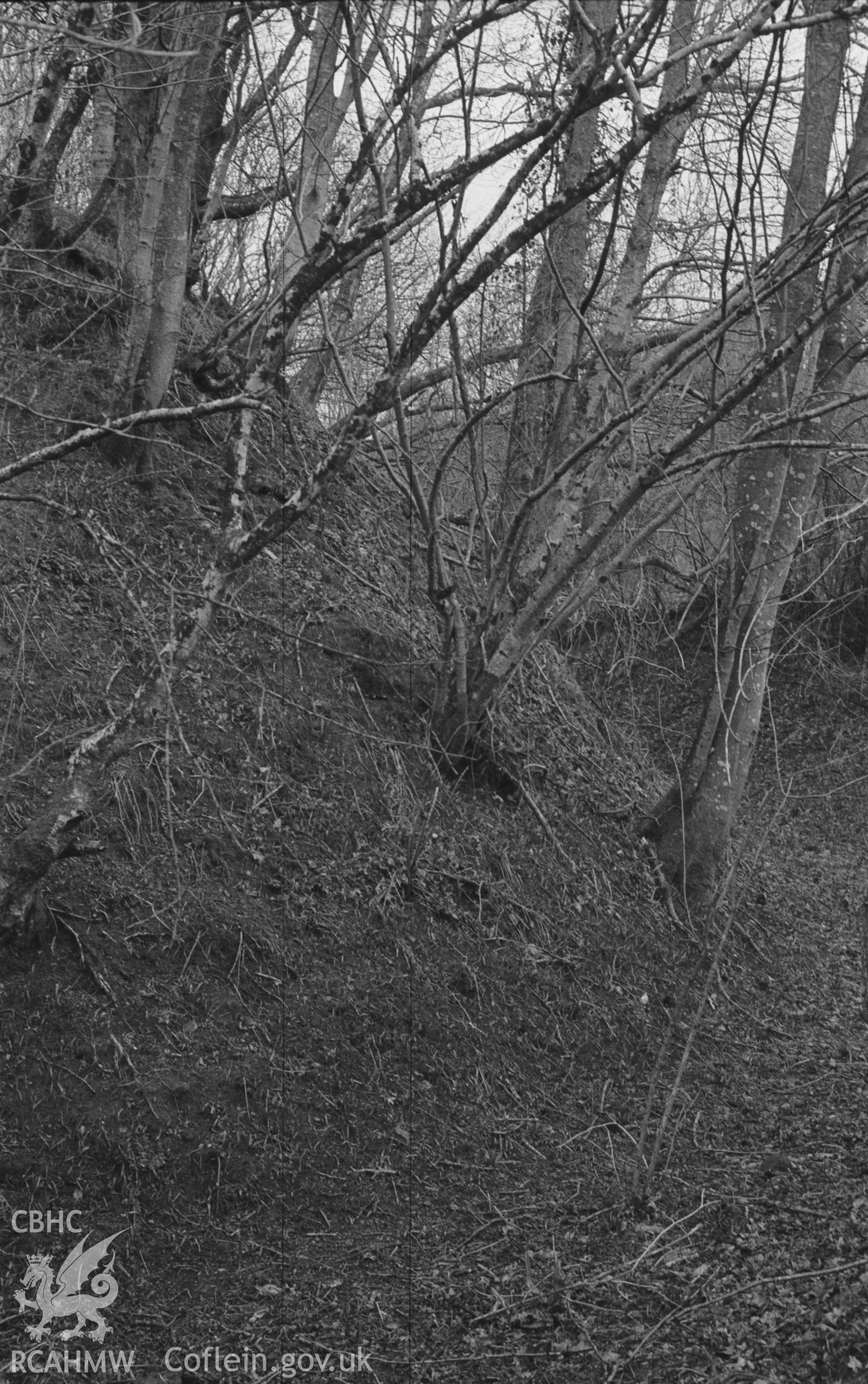 Digital copy of a black and white negative showing view of Castell Gwynionydd, Llandysul, looking south along the slope of the mound and ditch. Photographed in April 1963 by Arthur O. Chater from Grid Reference SN 4235 4205, looking south.