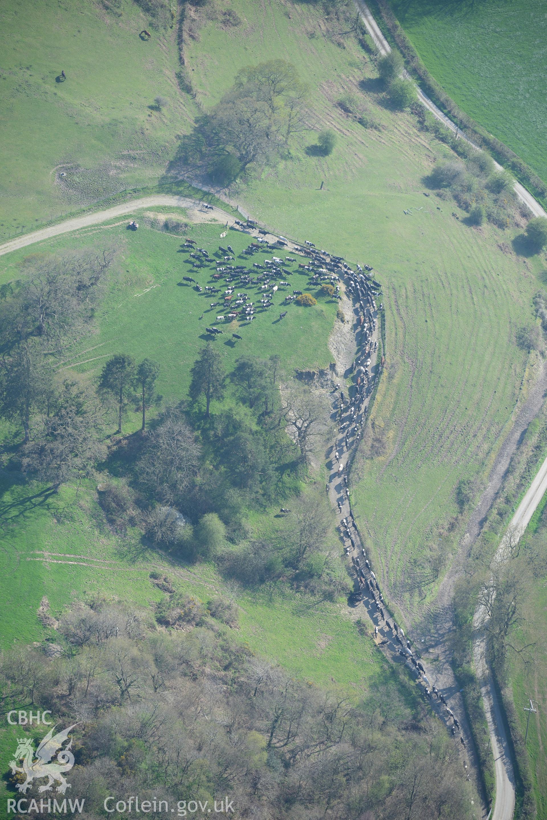 Danyrallt Farm - photograph shows a dairy herd. Oblique aerial photograph taken during the Royal Commission's programme of archaeological aerial reconnaissance by Toby Driver on 21st April 2015